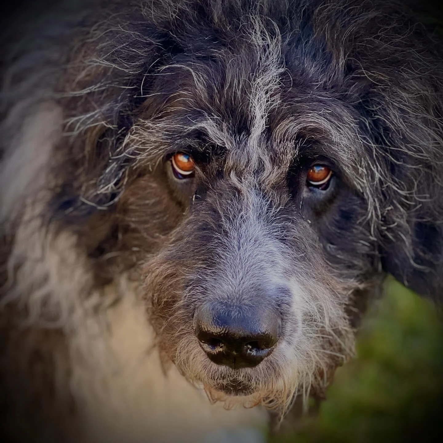 The face of a Sully. ❤️