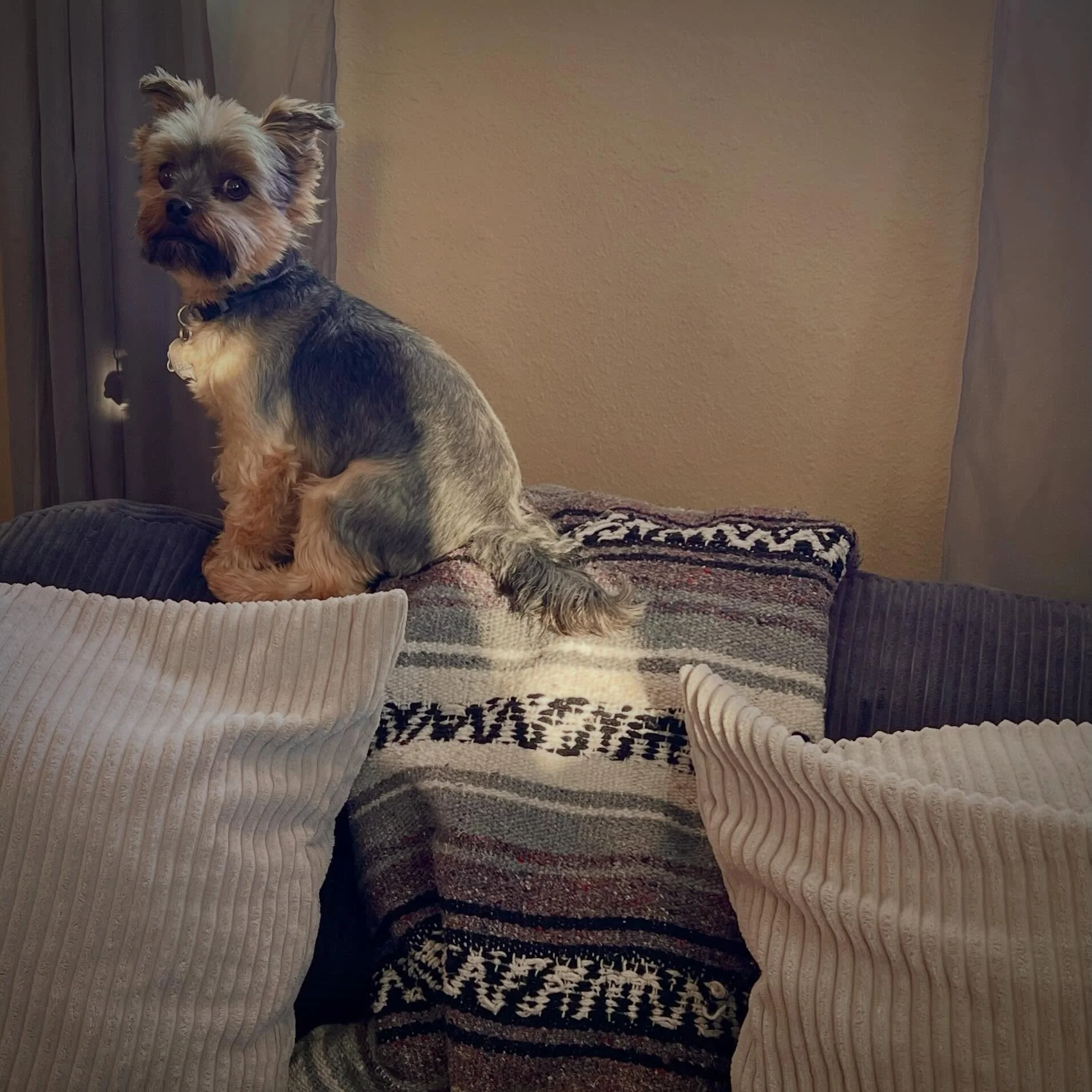 Benji always knows when the family is coming home from the road and gets accordingly excited!