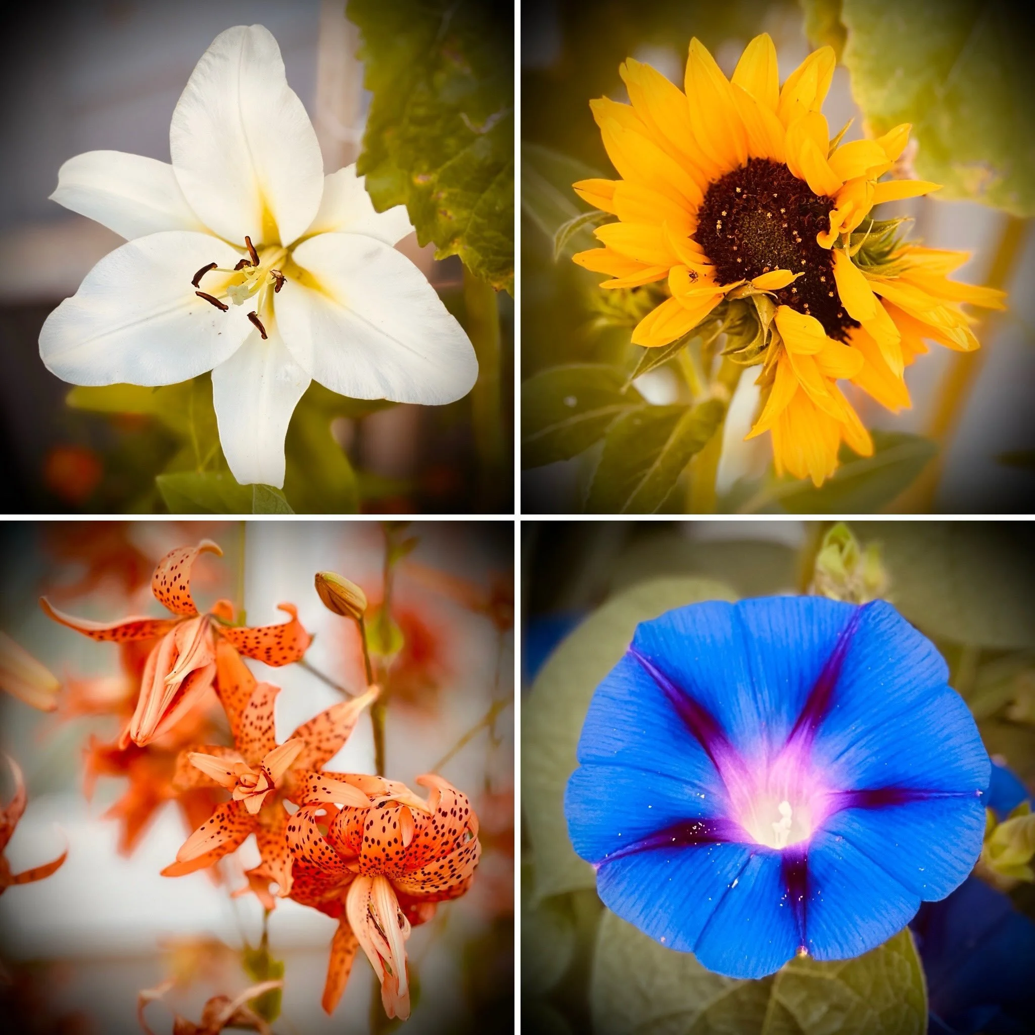 Enjoying a Sunday morning cup of coffee out back among some of Amy&rsquo;s lovelies!
