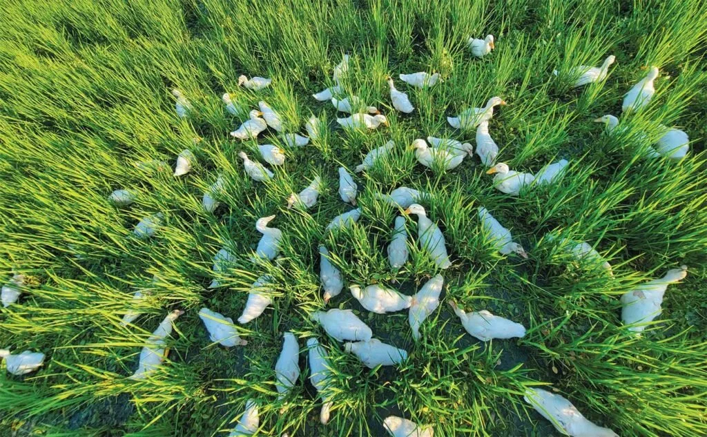 THE RICE BEHIND THE SAKE