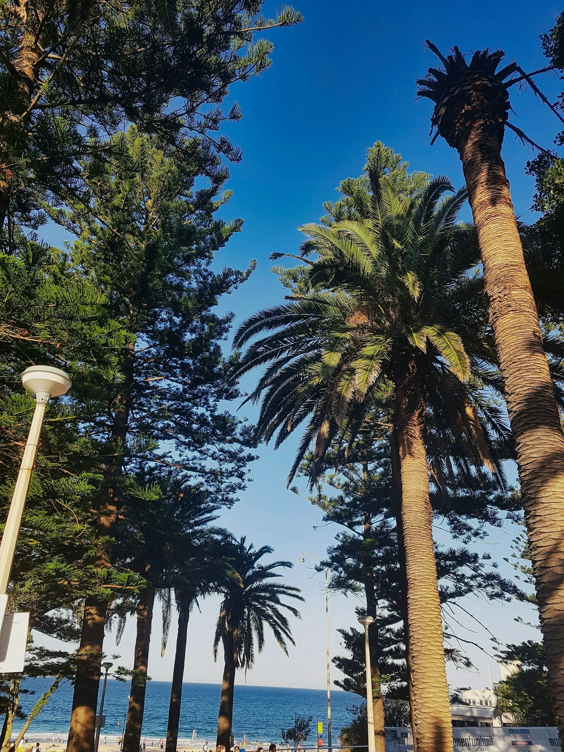 Palm trees by a beach with a clear blue sky and ocean view