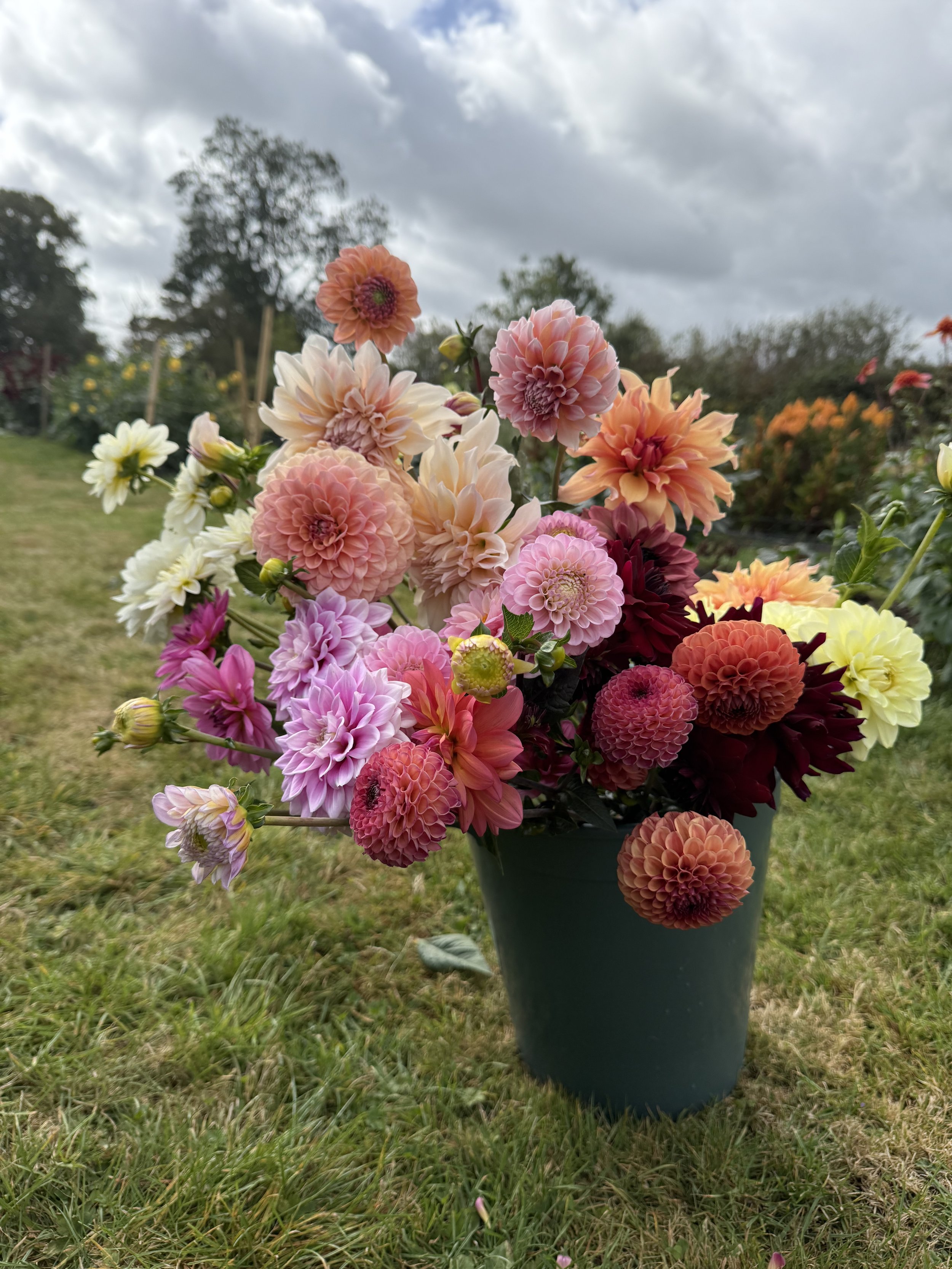 A colorful bouquet of various dahlias in a green pot outdoors on a grassy lawn, with trees and cloudy sky in the background.