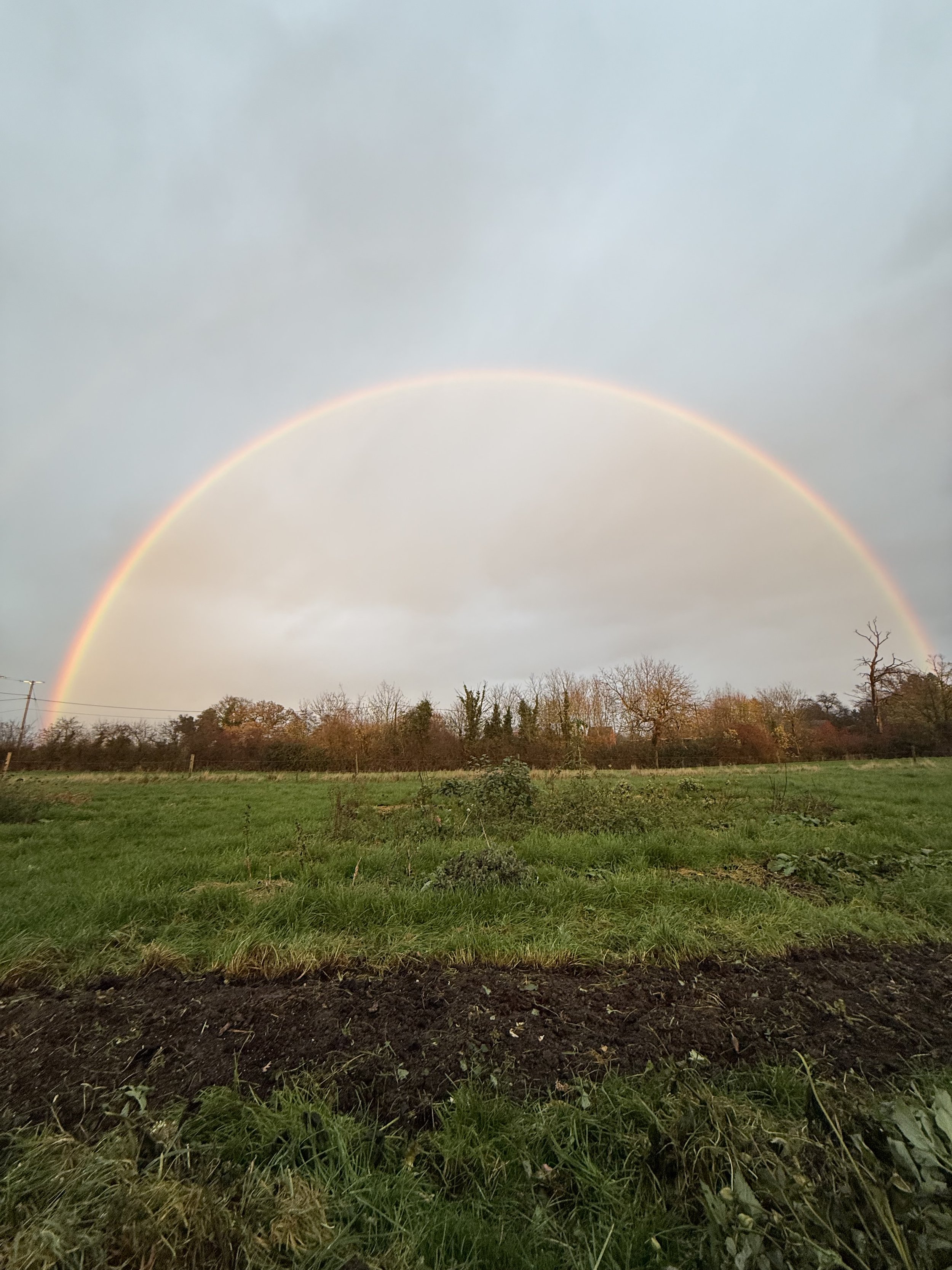 A rainbow over a grassy field with trees and cloudy sky.