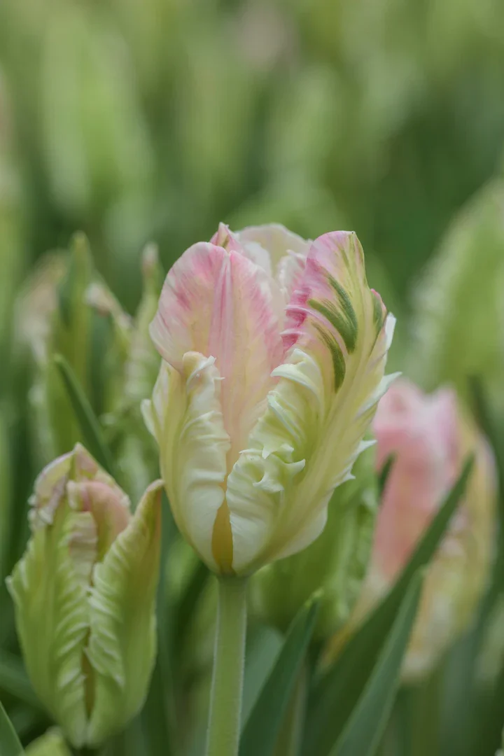 Pink parrot tulip.webp