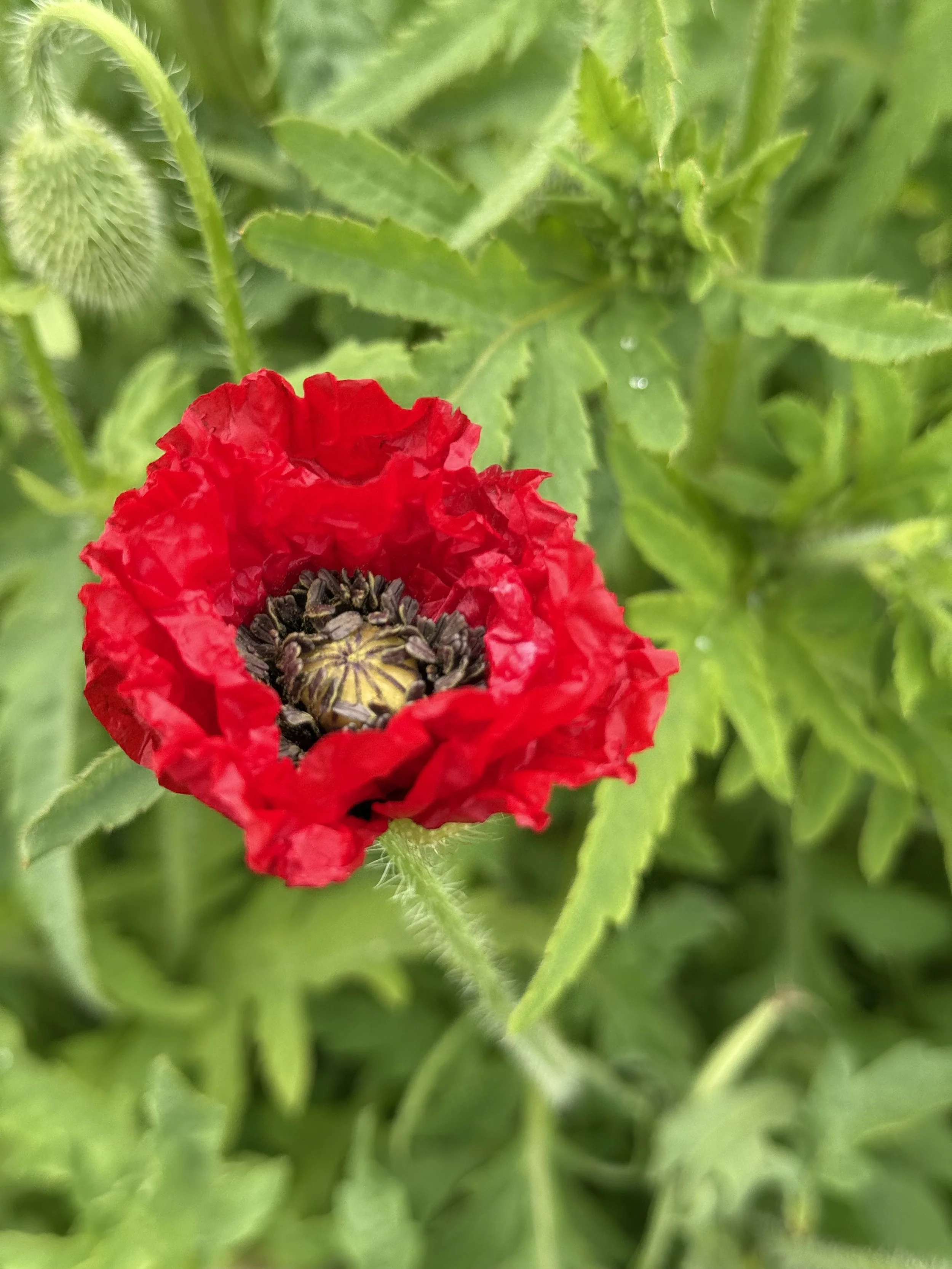 IMG_9283.jpeg