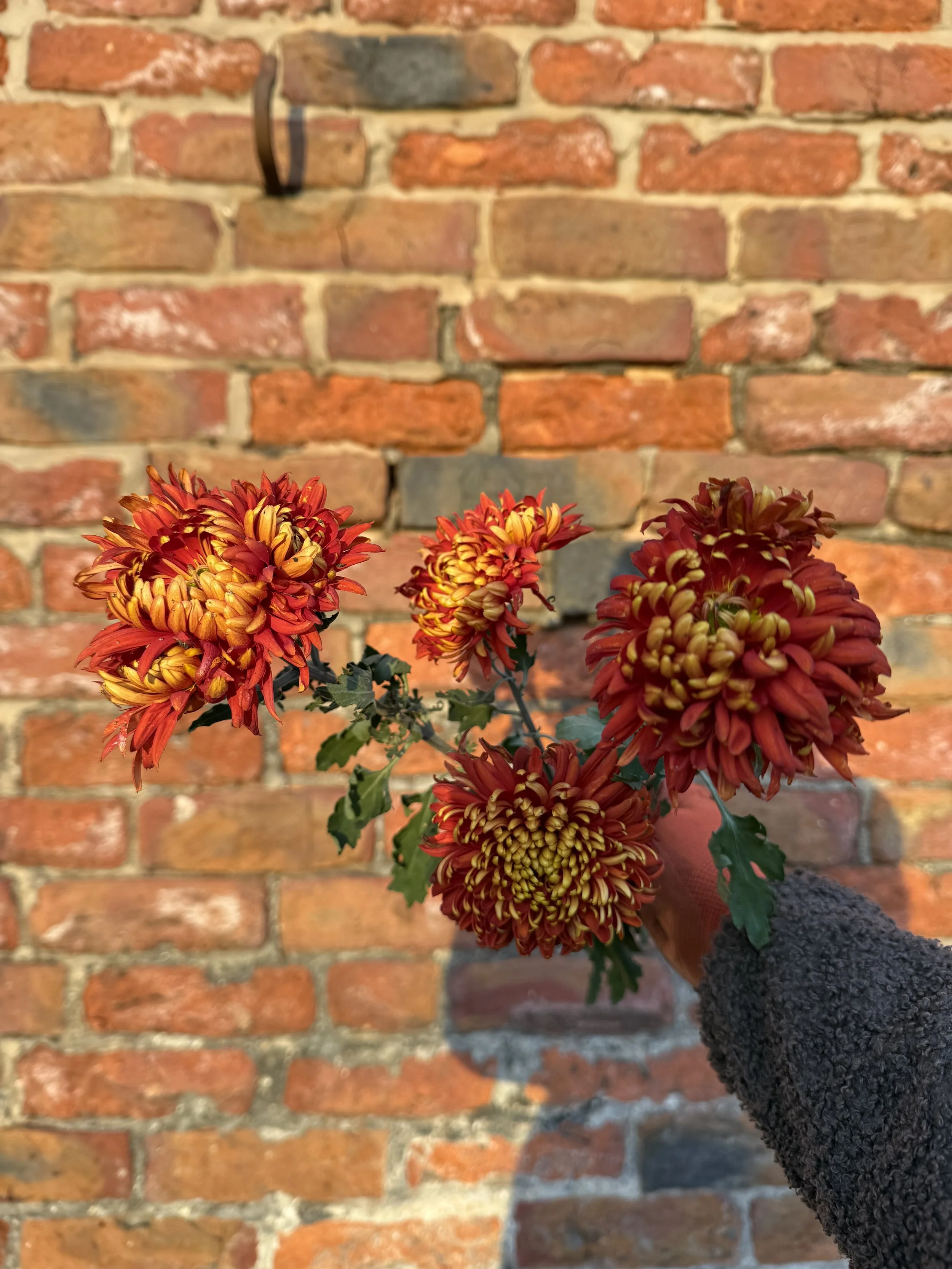 IMG_3870.jpeg