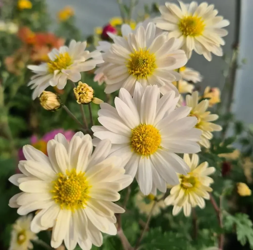 EASI-C_chrysanthemum-e-h-wilson.jpg.webp