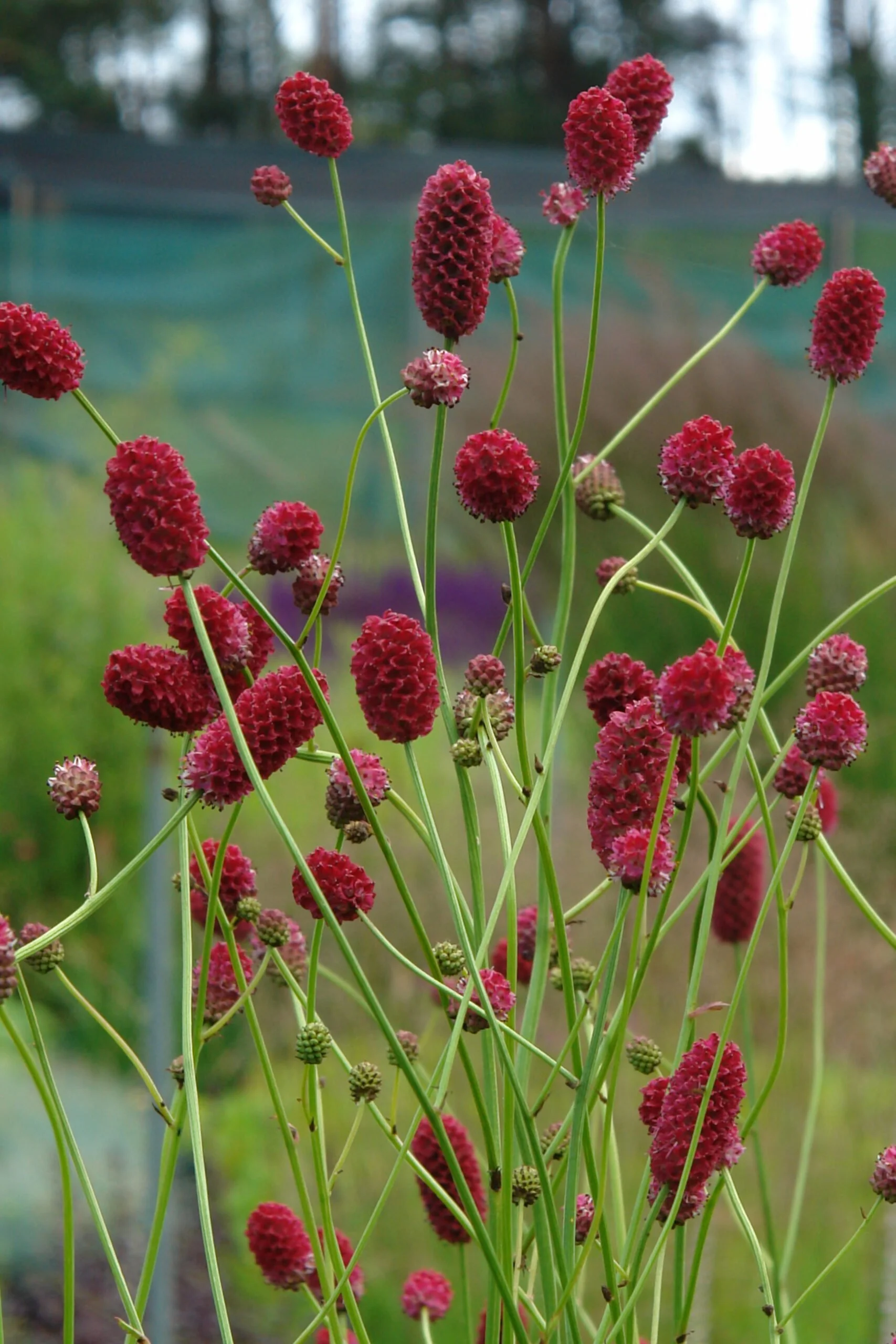 Sanguisorba-Arnhem414-1-scaled.jpg