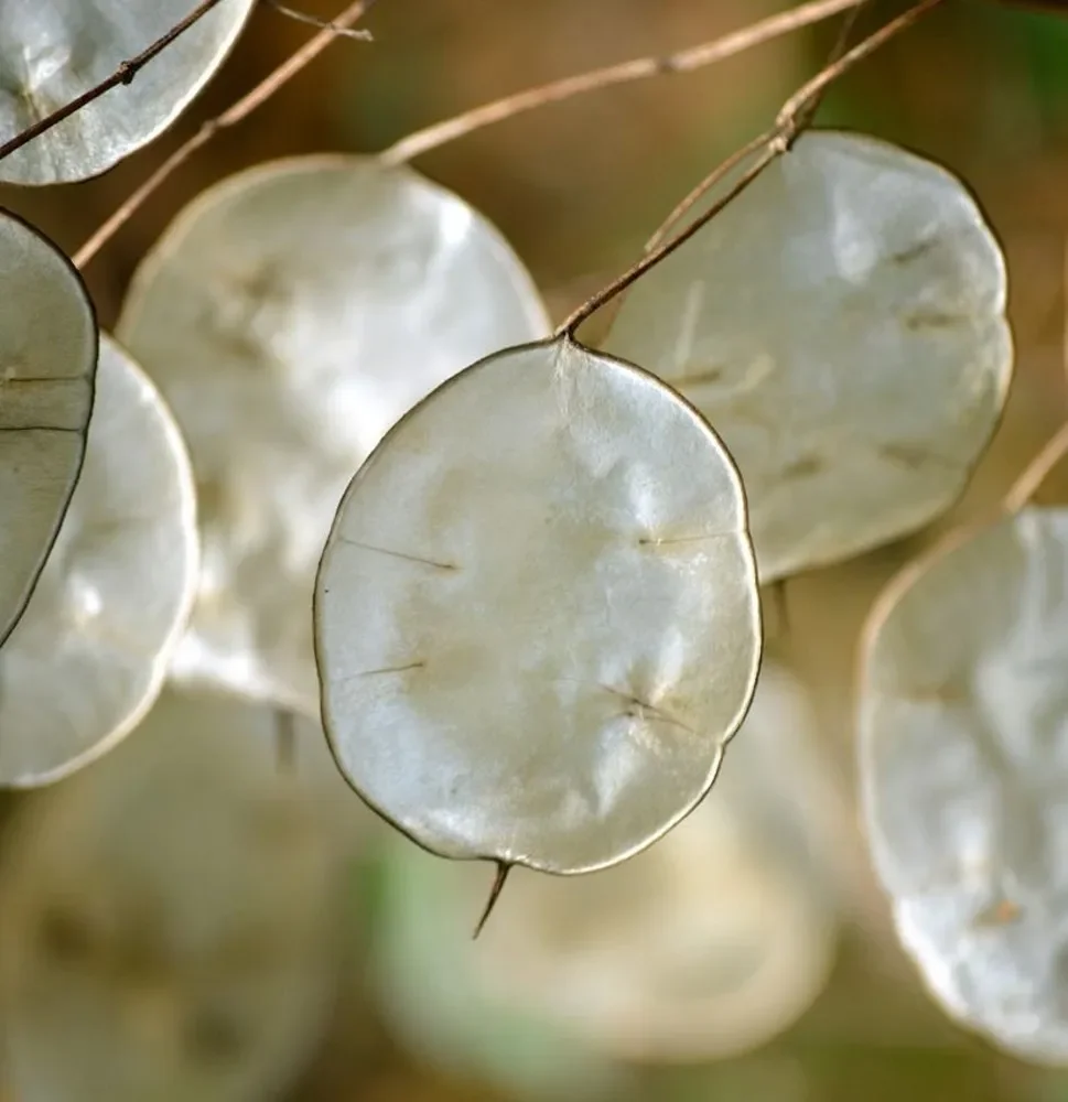 EASI-L_lunaria-annua2.jpg.webp