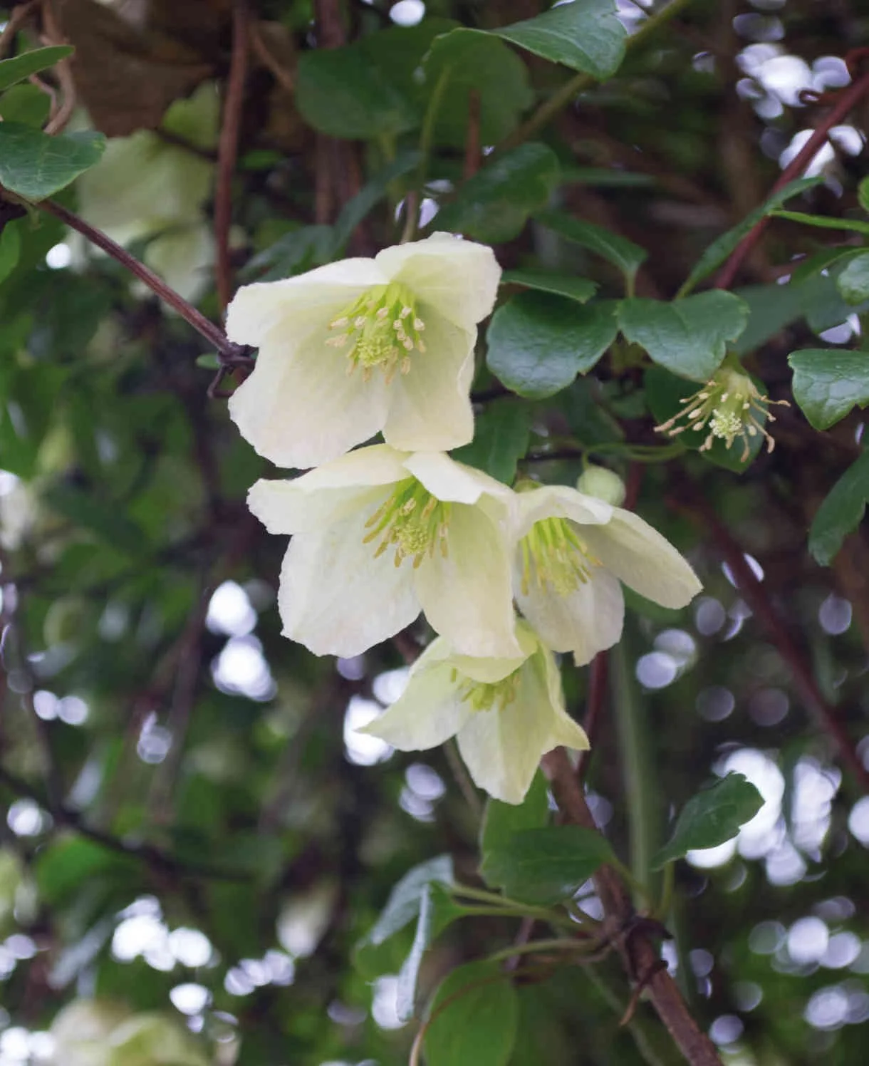 clematis-cirrhosa-jingle_bells-newleaf.jpg
