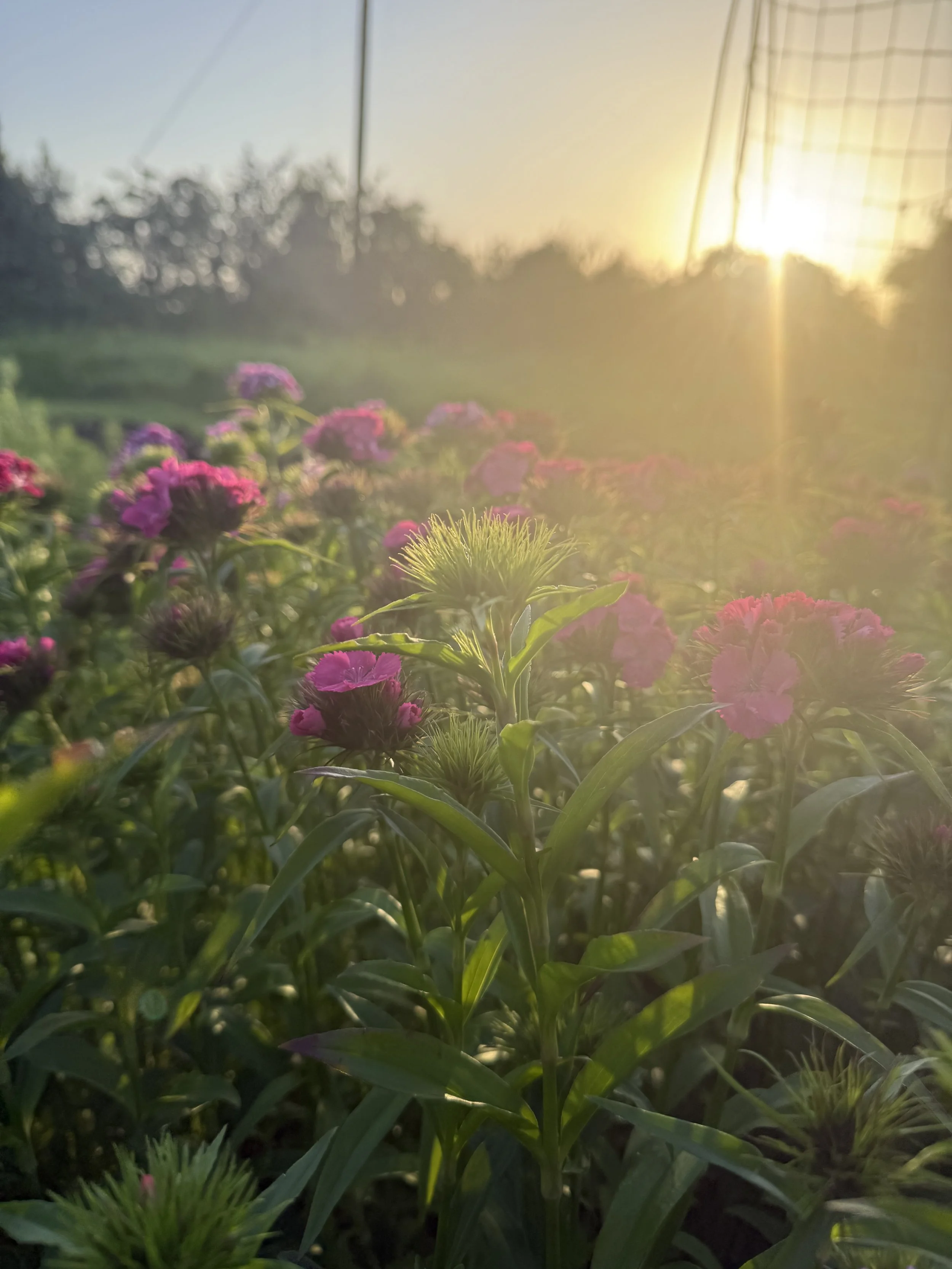 Sweet William