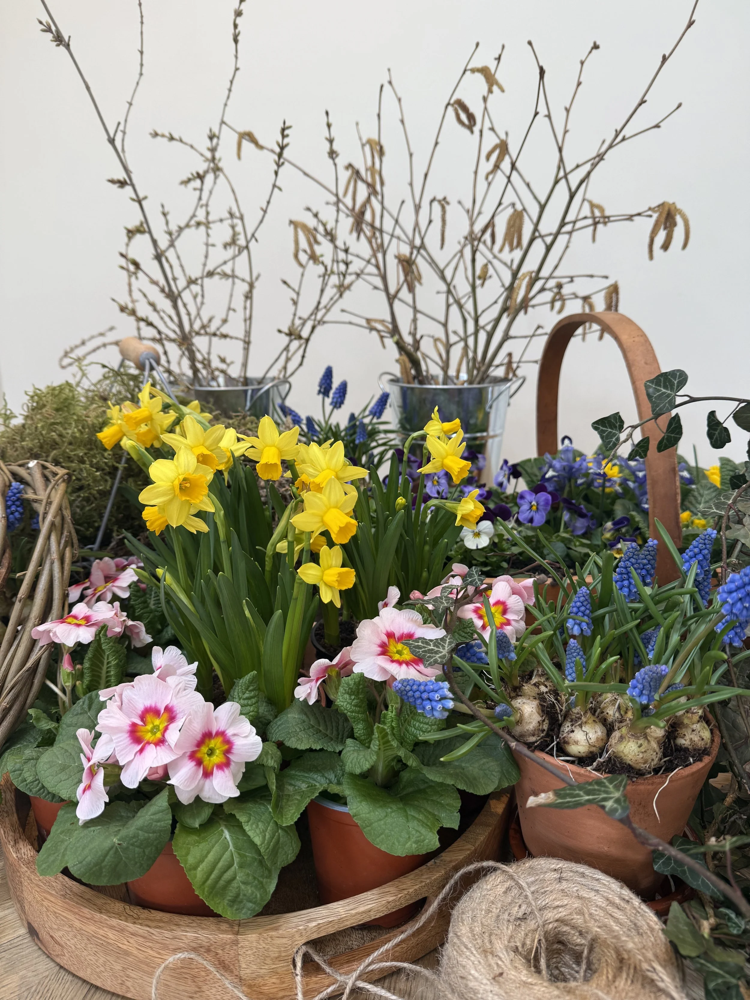 Spring plants and bulbs displayed ready for a living spring wreath workshop