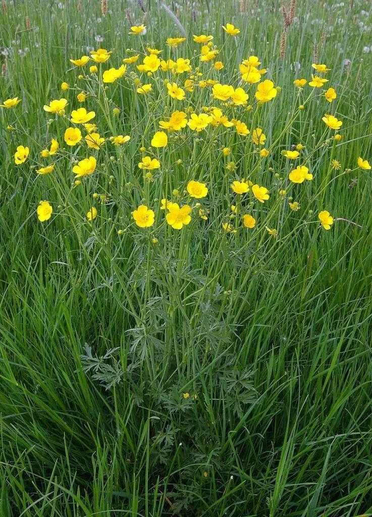 Field Buttercups