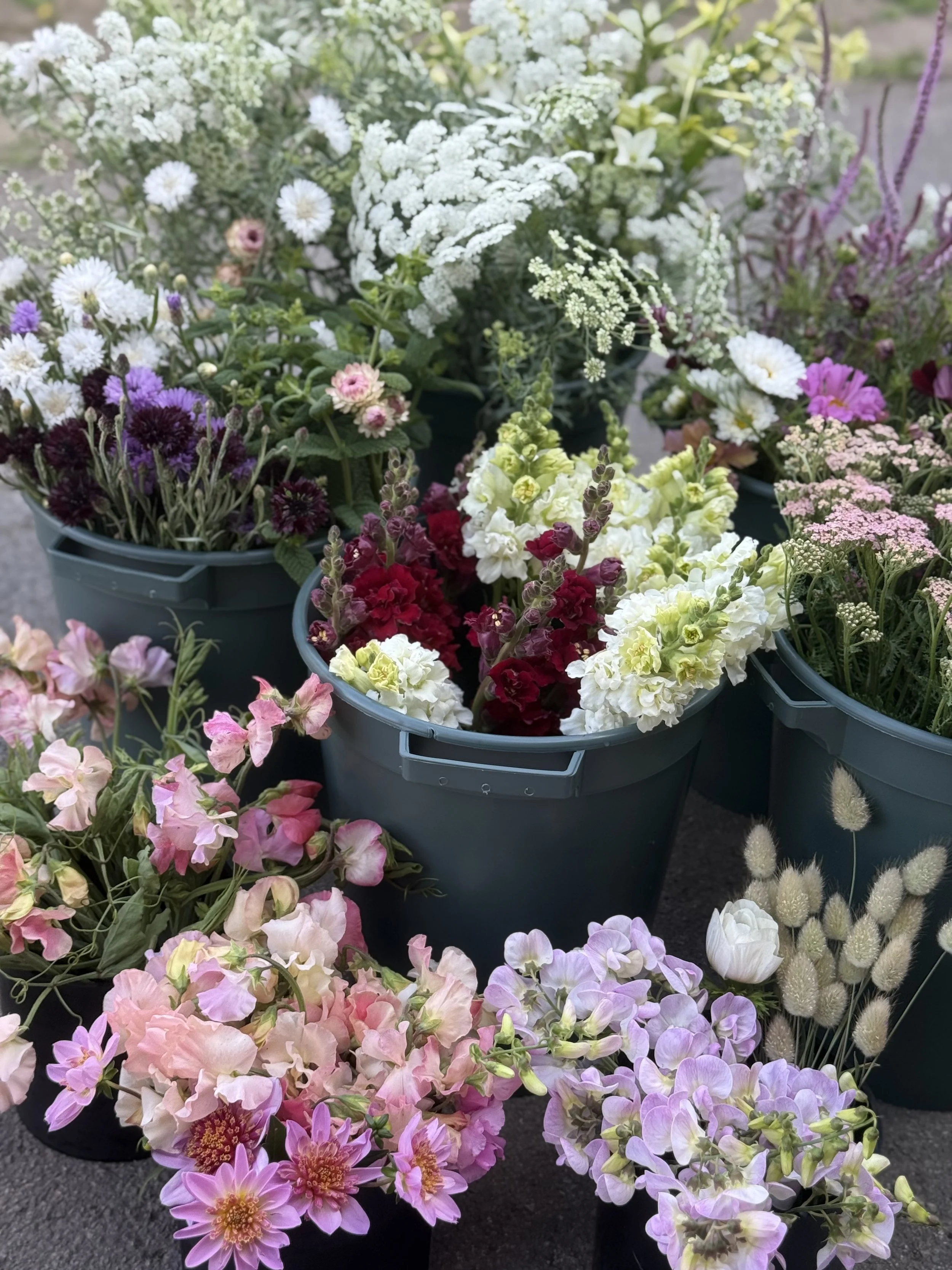 Various colorful flowers in green plastic buckets at an outdoor market or garden center.