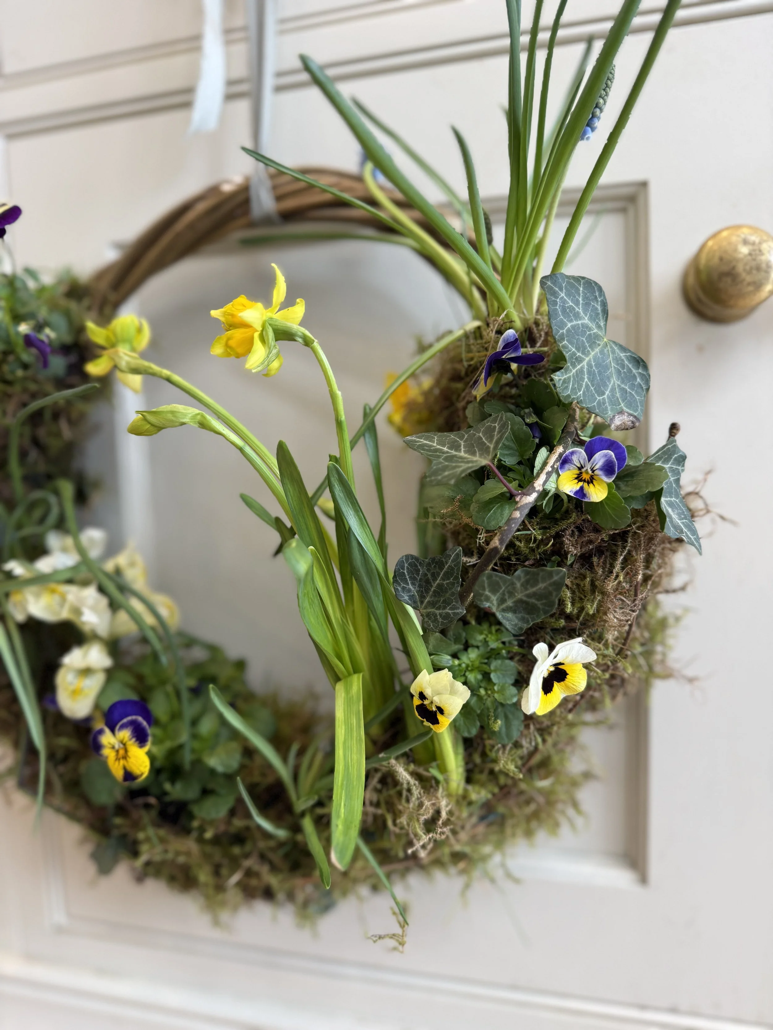 Fresh spring decorative wreath with yellow, white, purple, and violet pansy flowers, muscari, tete a tete bulbs, green leaves, and moss, hanging on a white door.