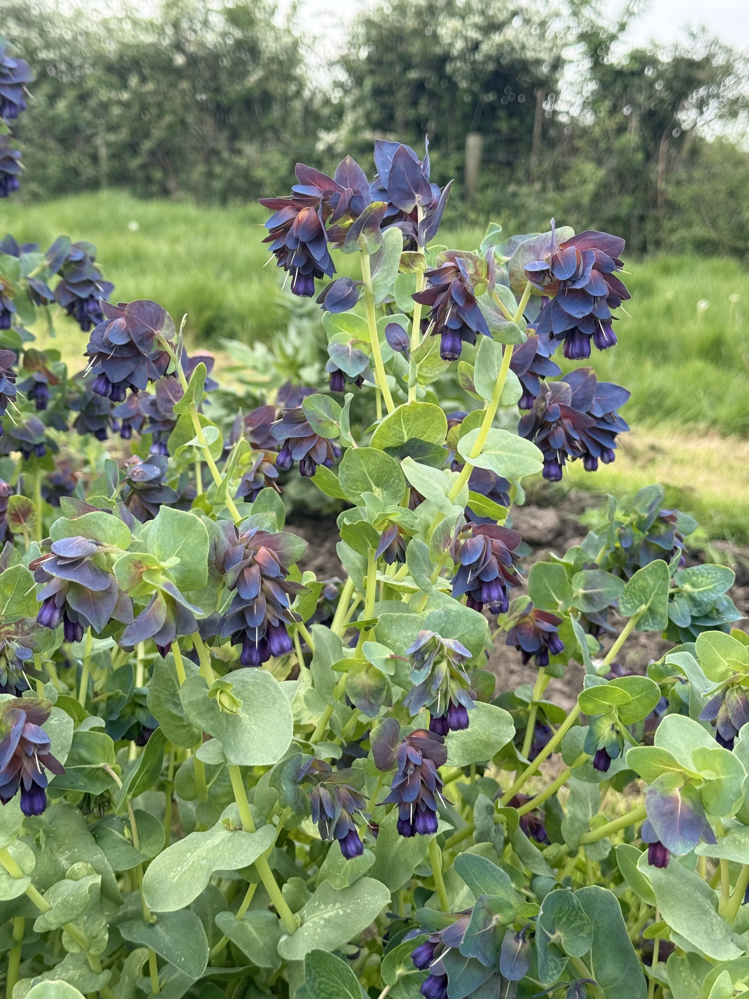 Cerinthe (Honeywort)