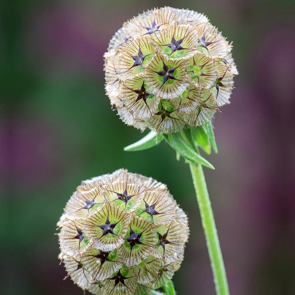 Scabiosa+stellata.jpg