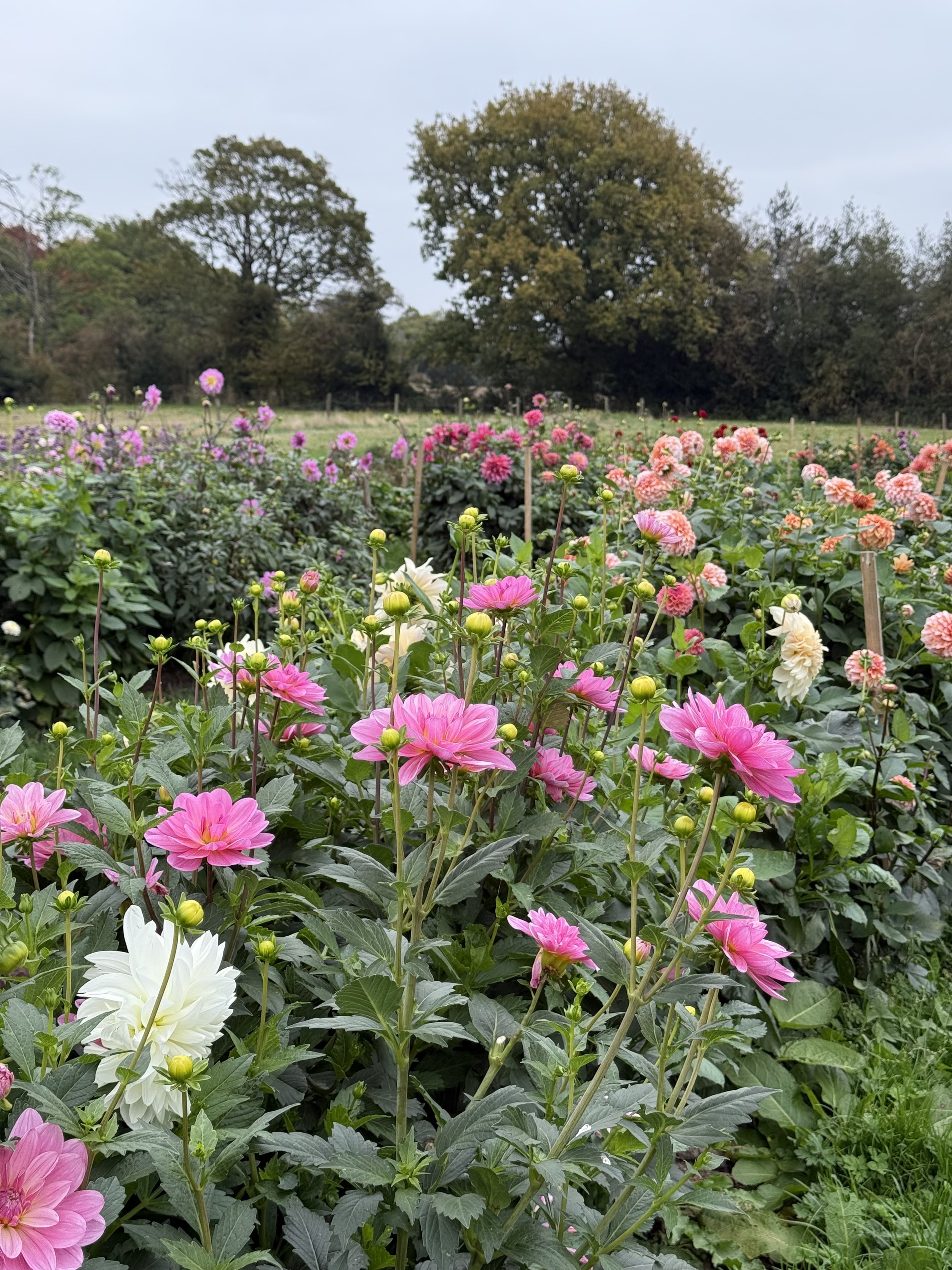 Colorful dahlias blooming in a garden with trees in the background on a cloudy day.