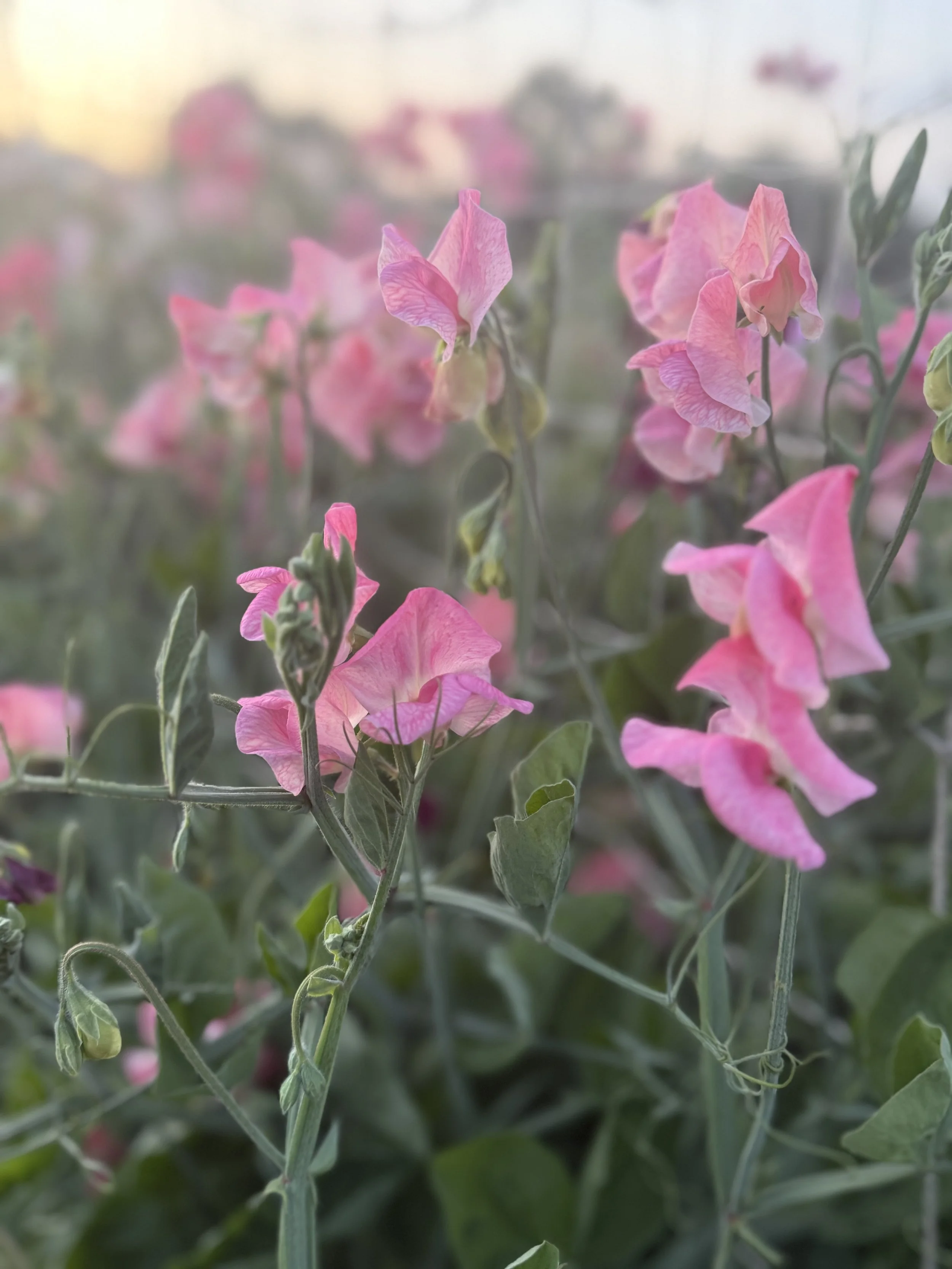 Sweet Pea posy