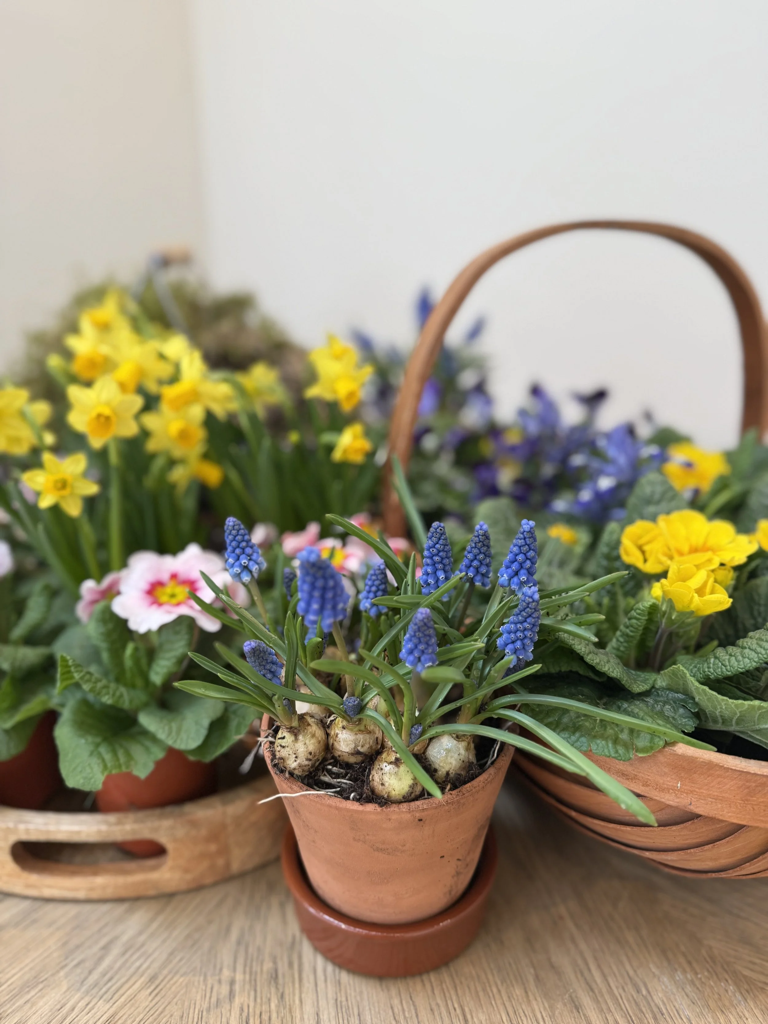 Spring plants and bulbs displayed ready for a living spring wreath workshop