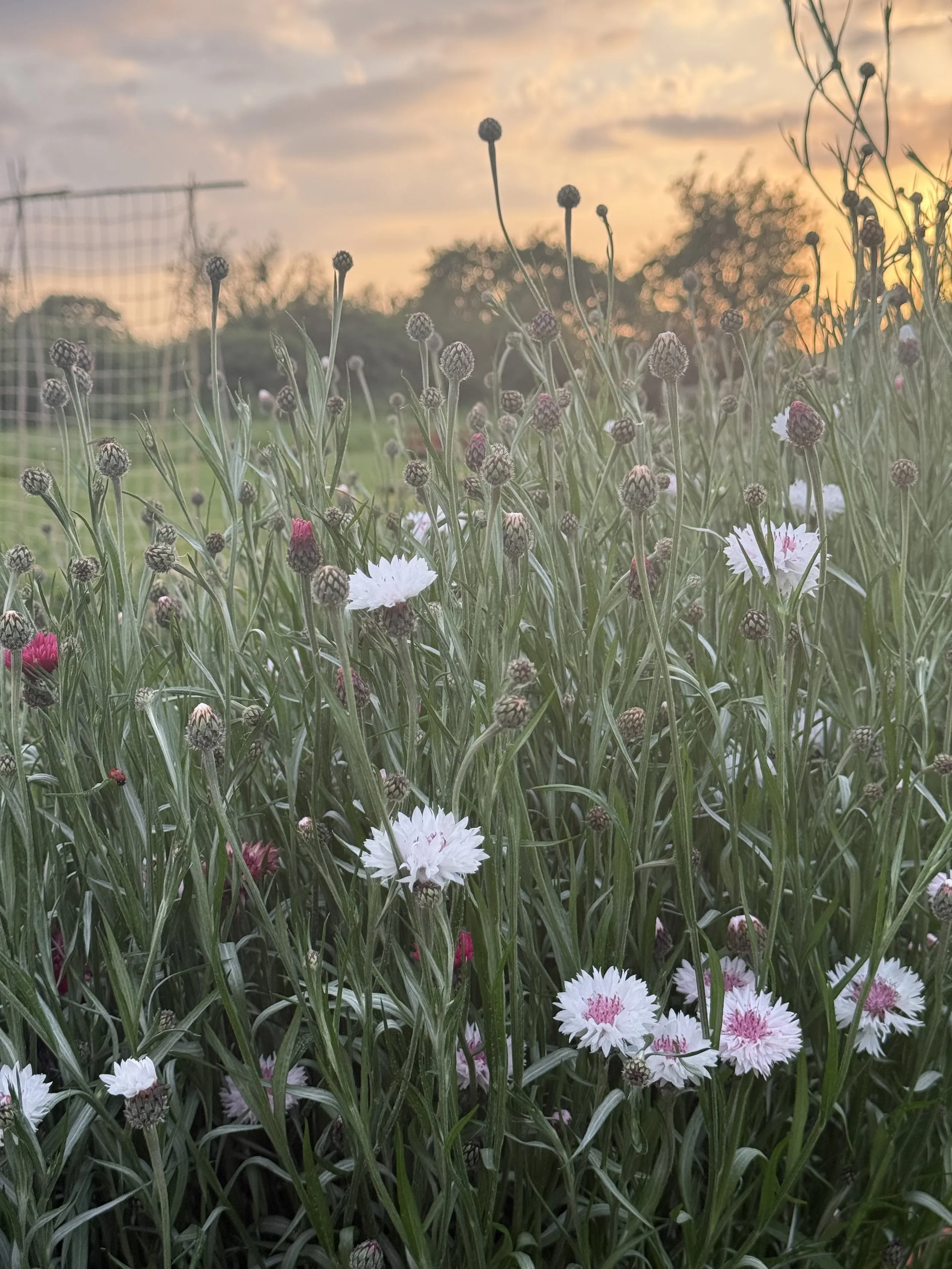 Cornflower