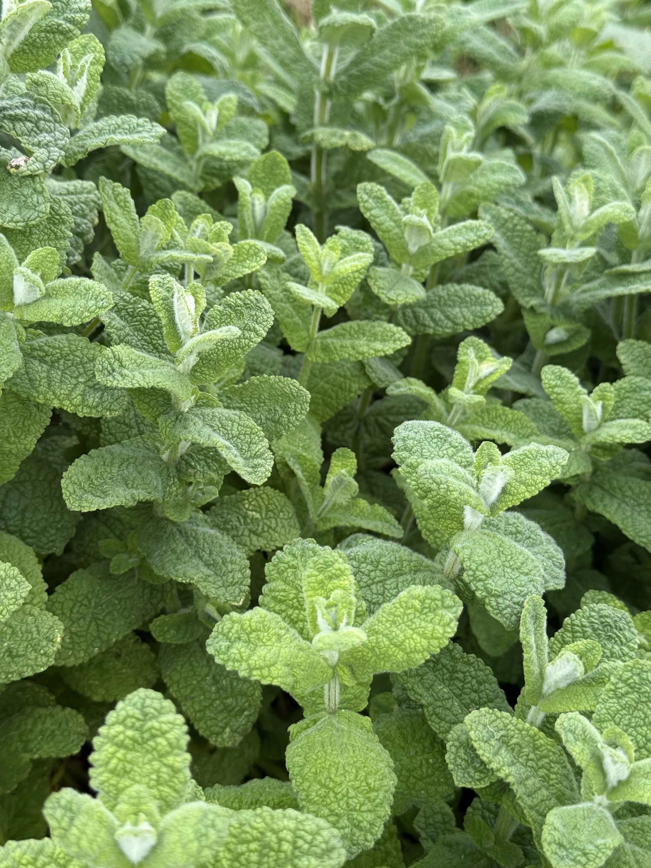 Mint