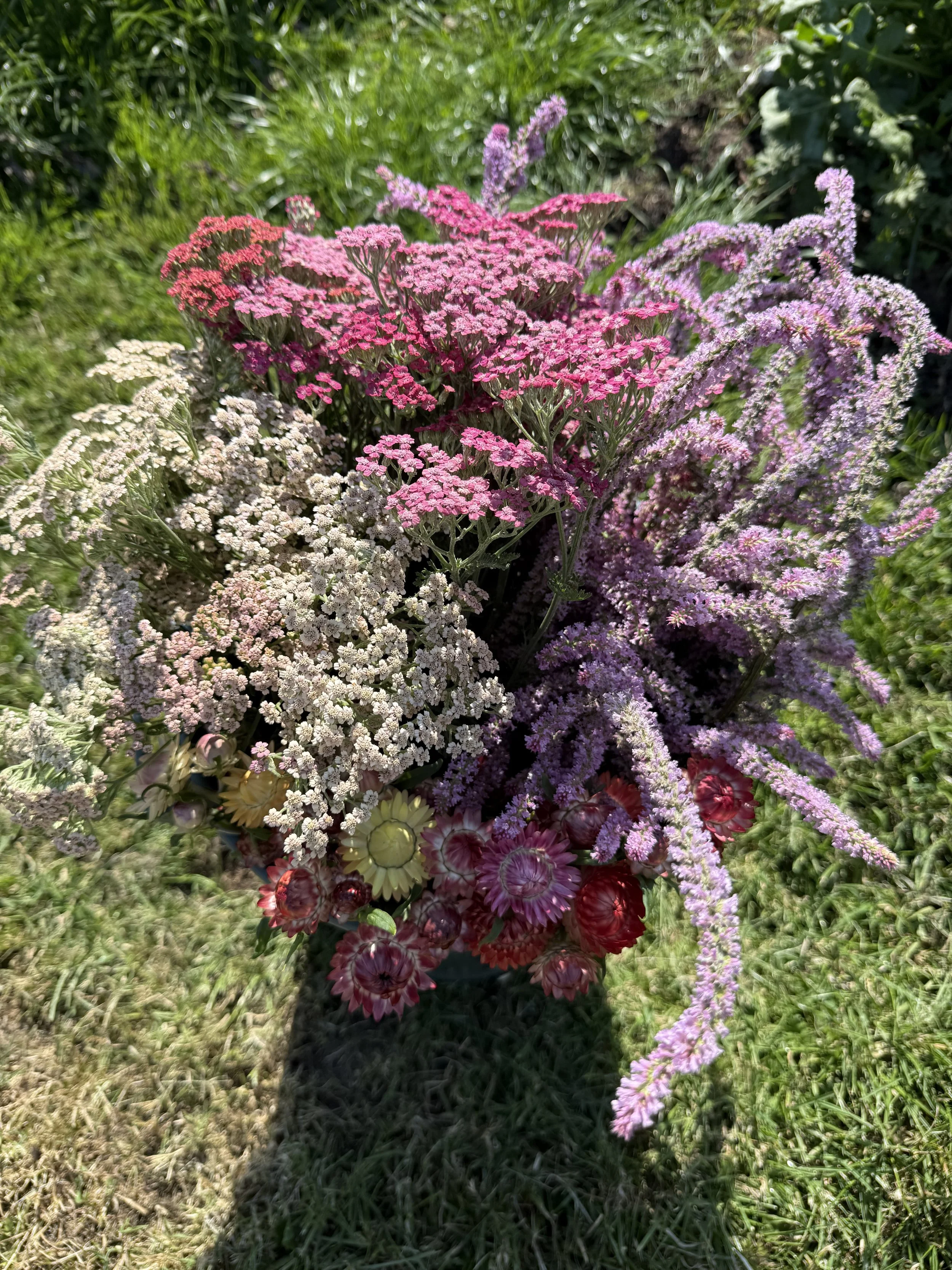 Bucket of blooms perfect for drying and preserving. strawflowers, achillea and statice.
