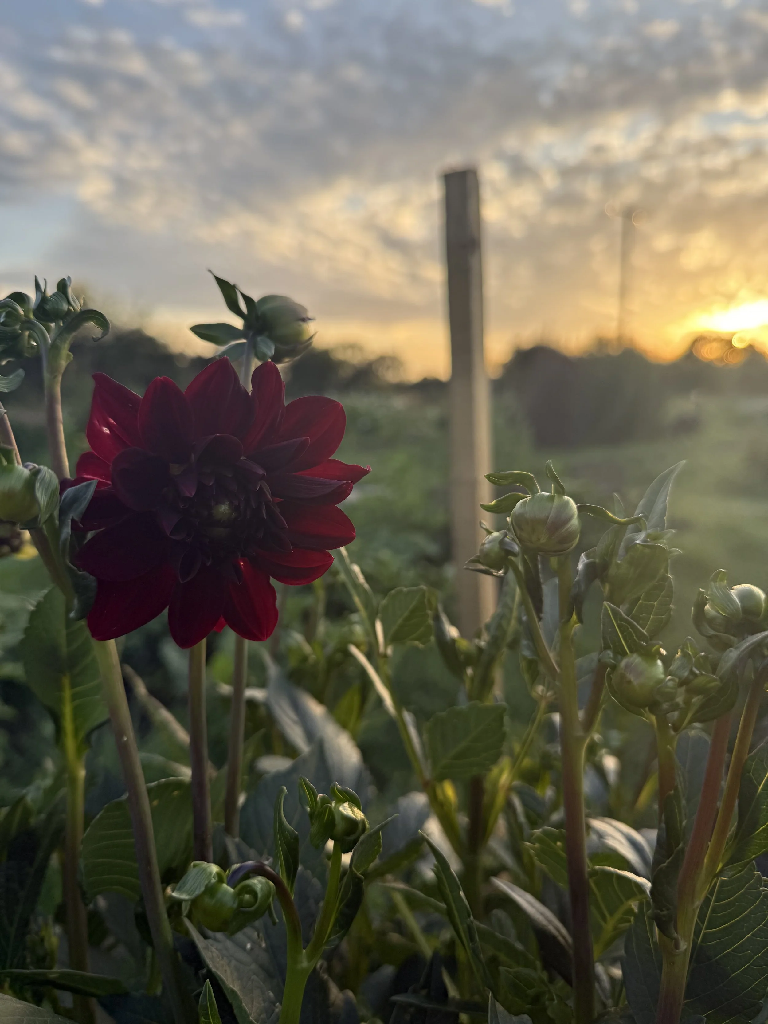 Close-up of a deep red dahlia flower with green leaves and buds in a garden at sunset, with a cloudy sky and trees in the background.