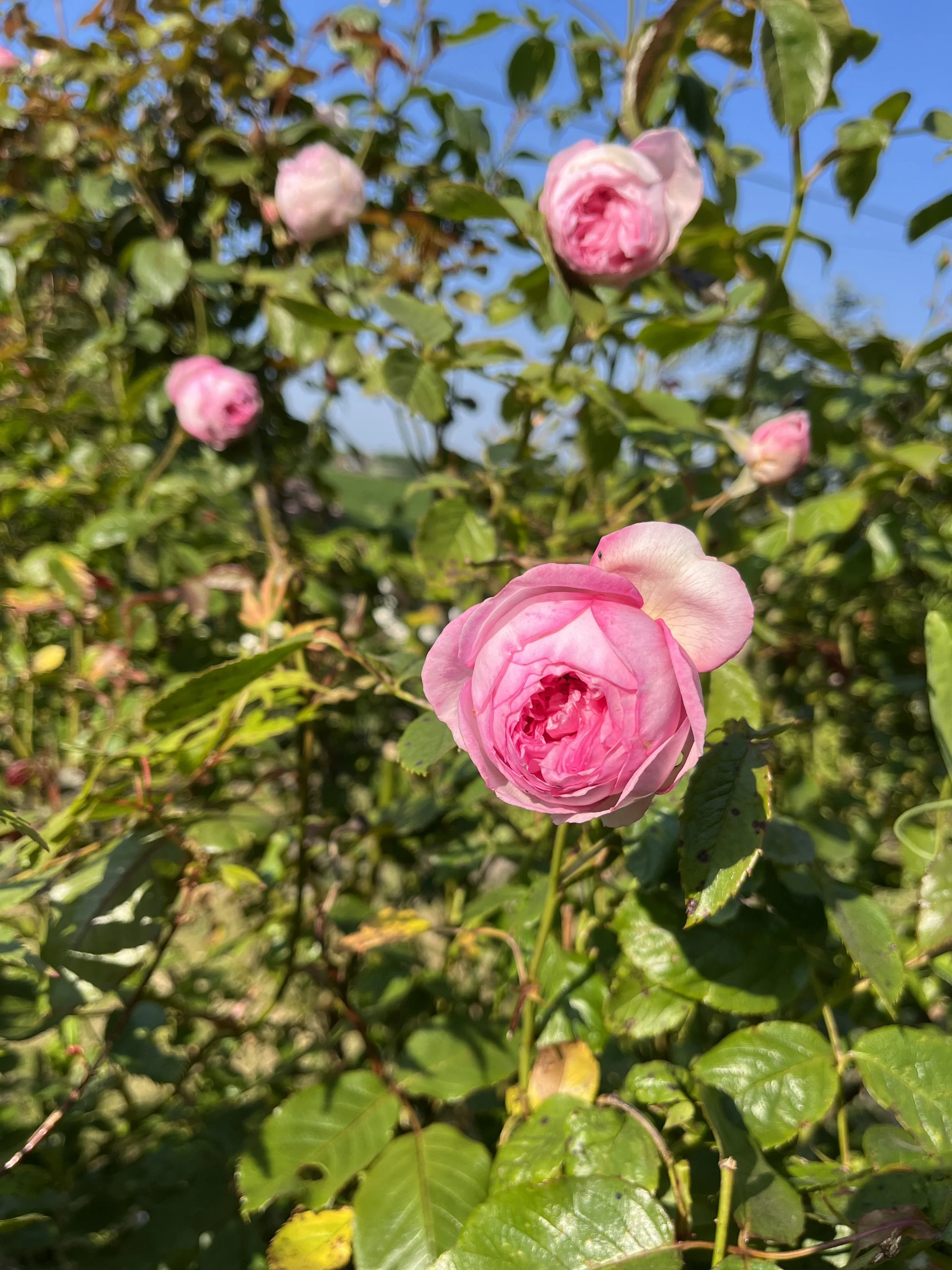 IMG_6303.jpeg