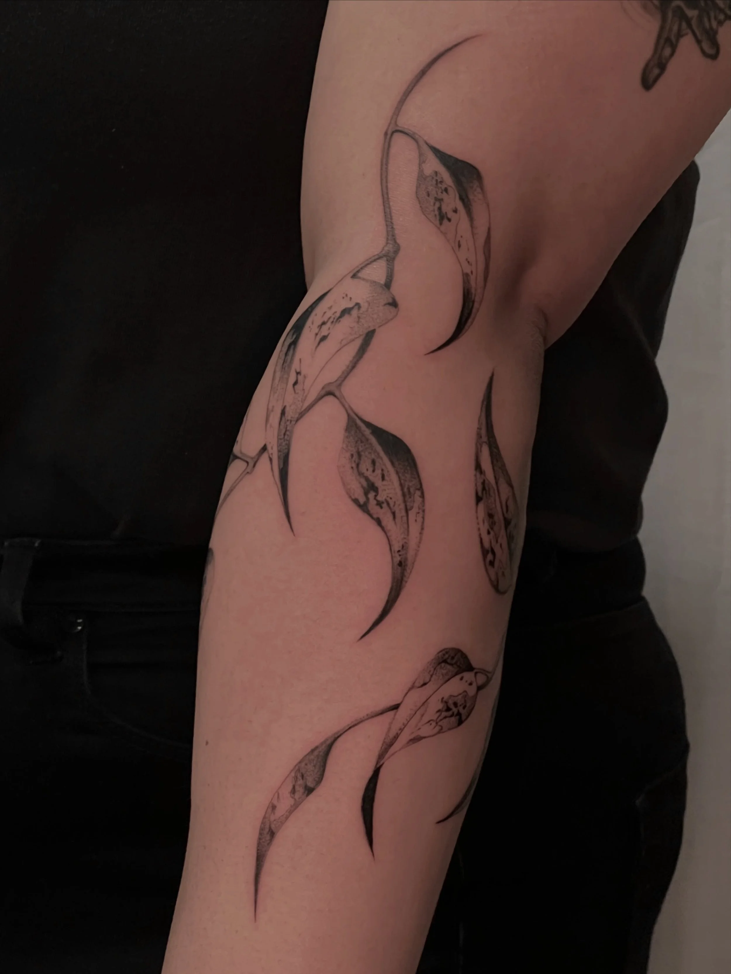 Freehand wrapping vine for Bianca, based on one of my flash pieces. I love tattooing variegated leaves like this, such a nice way to bring a little bit of my abstract textures into a botanical piece. Thank you for the trust and freedom!