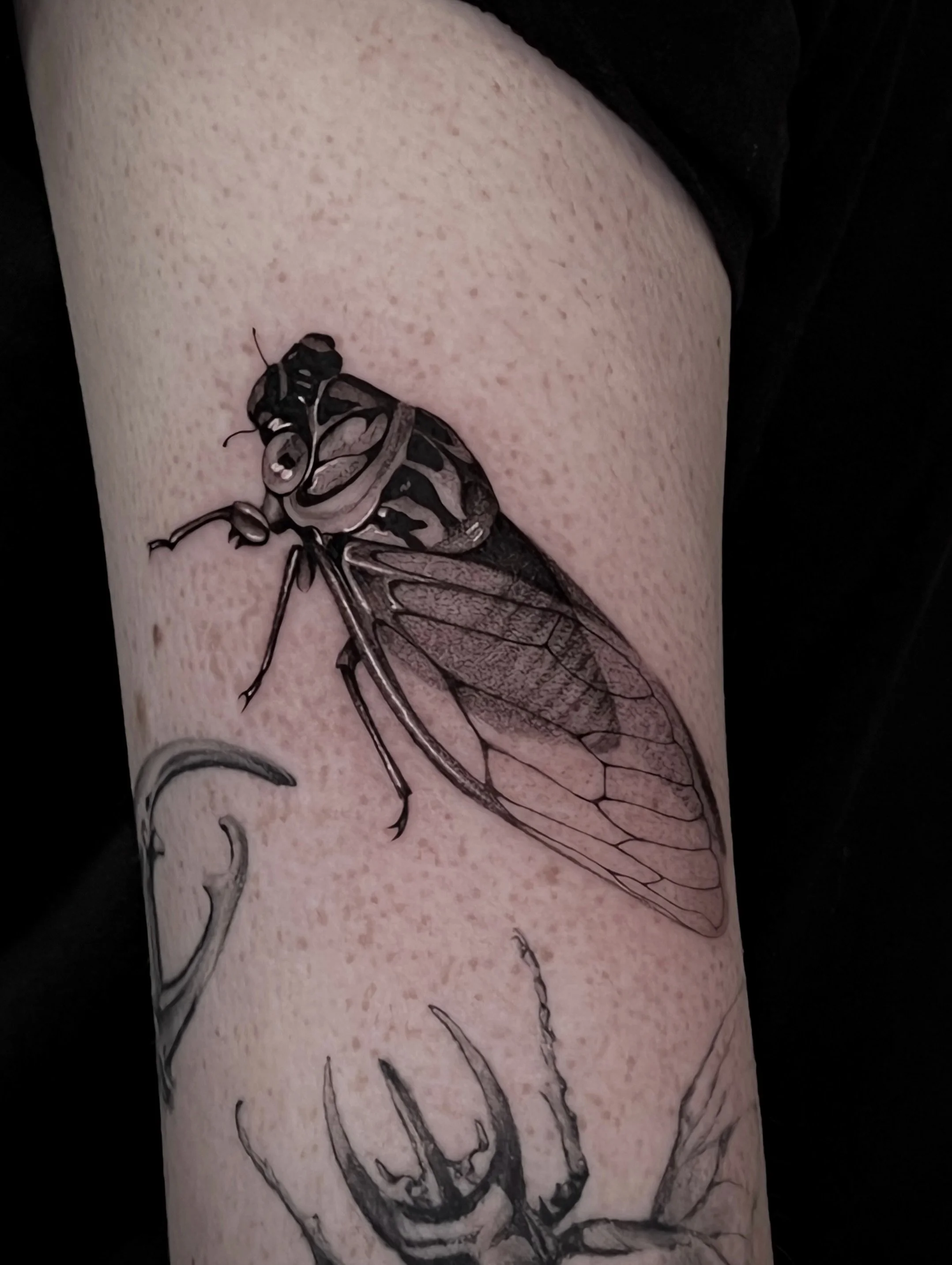 A collection of pieces from Quinn&rsquo;s bug sleeve done over the last year or so. 
(Many of the surrounding bugs are done by different artists) 
I love doing smaller tattoos as well as the bigger projects, might be time to draw up some insect flash