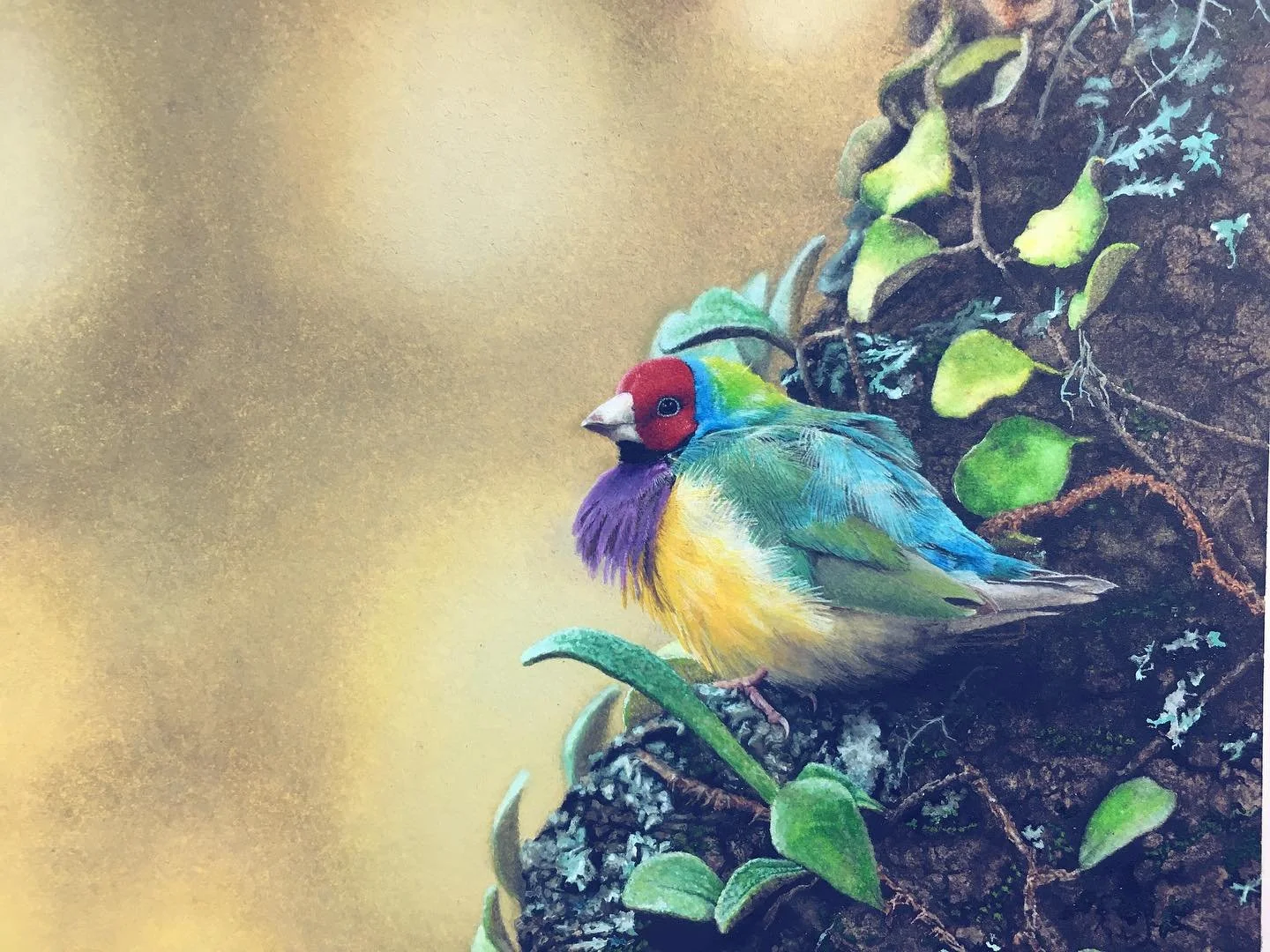 Watercolour painting of Gouldian Finch. I worked on this consistently over 5 weeks.
I took a photo of this little guy at Featherdale wildlife park in Sydney and the tree trunk he is resting on is from another photo I took at Glenrock State Conservati