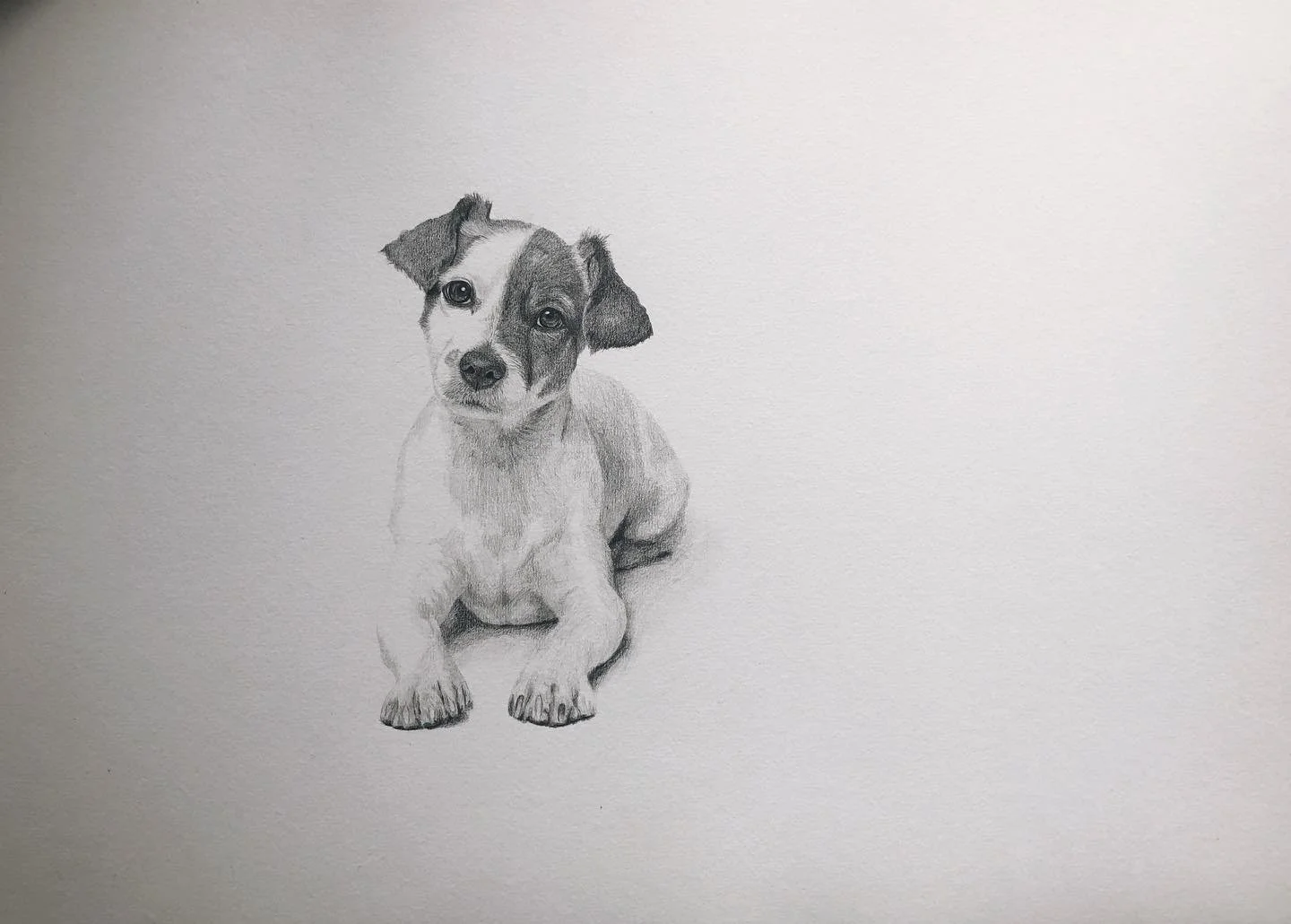 Pencil portrait of Jack Russell puppy. #petportrait #animalart #cutepuppy #JackRussellTerrier #pet #petlovers