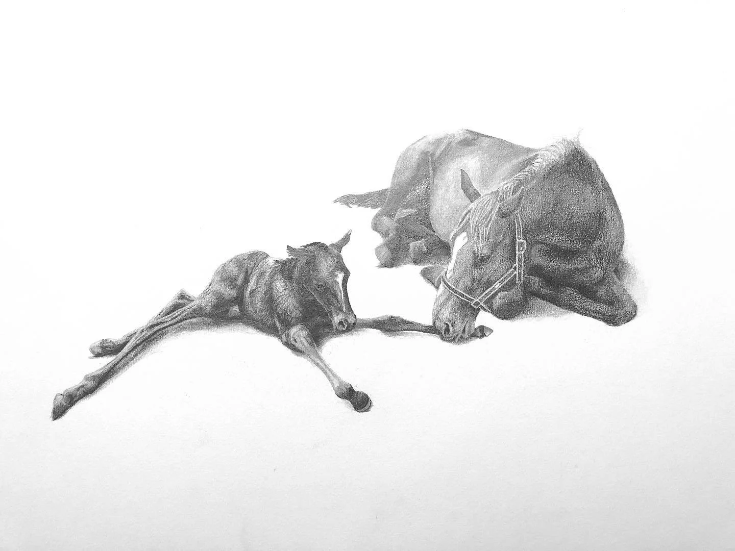 Such a beautiful scene to draw, the moment this foal was born! At my sister Naomi Gwyn&rsquo;s property. Portrait done in graphite pencil. #animalart #artist #horse #petportrait