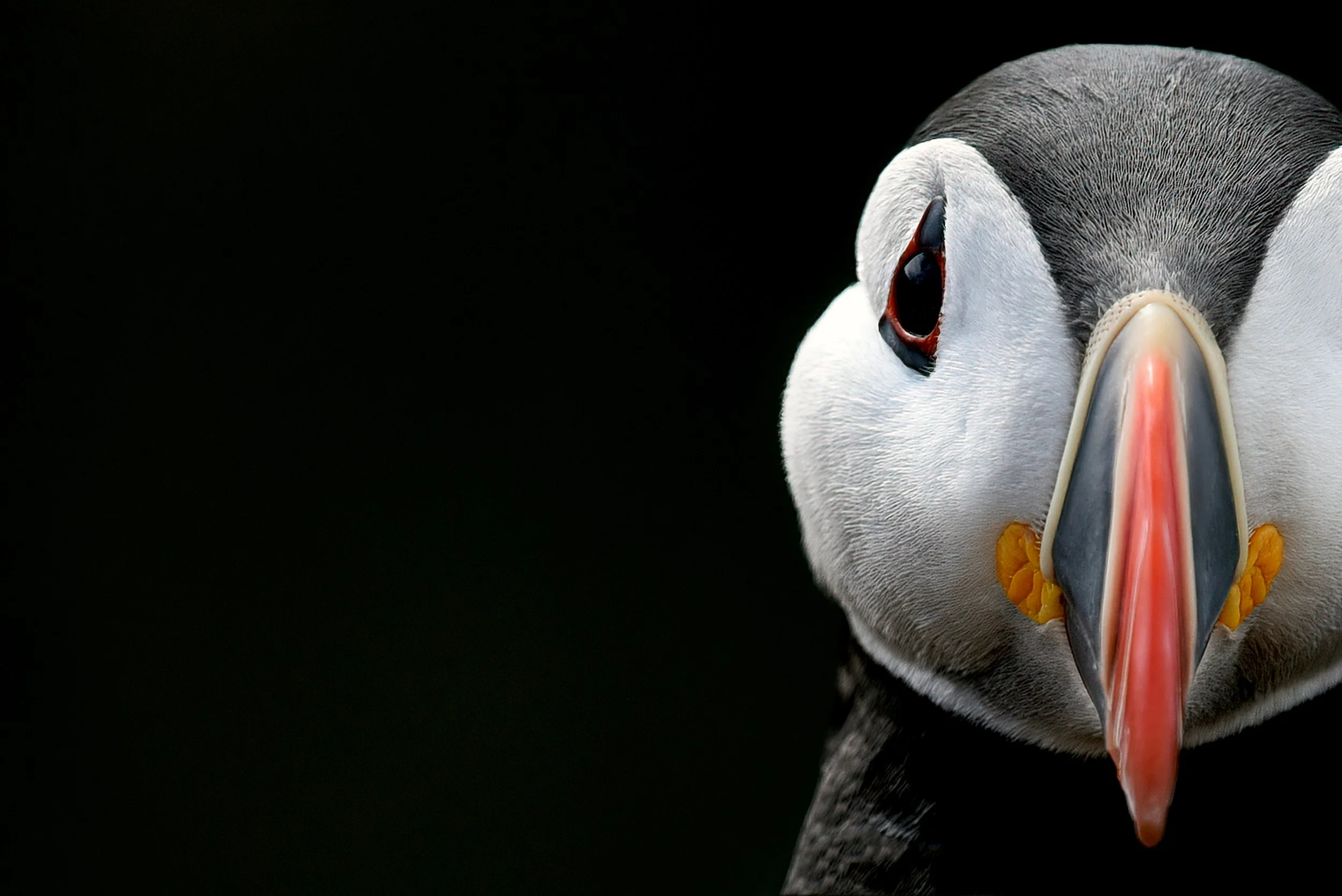Close-up van een papegaaiduiker tegen een donkere achtergrond.