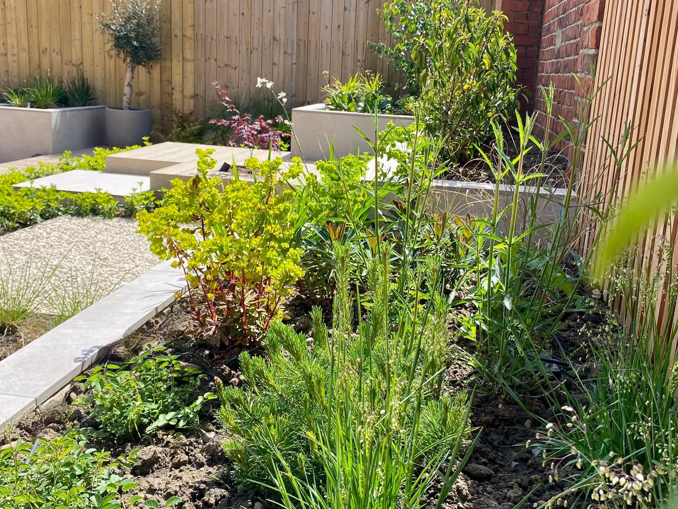 An image showing the planting in one of the raised beds