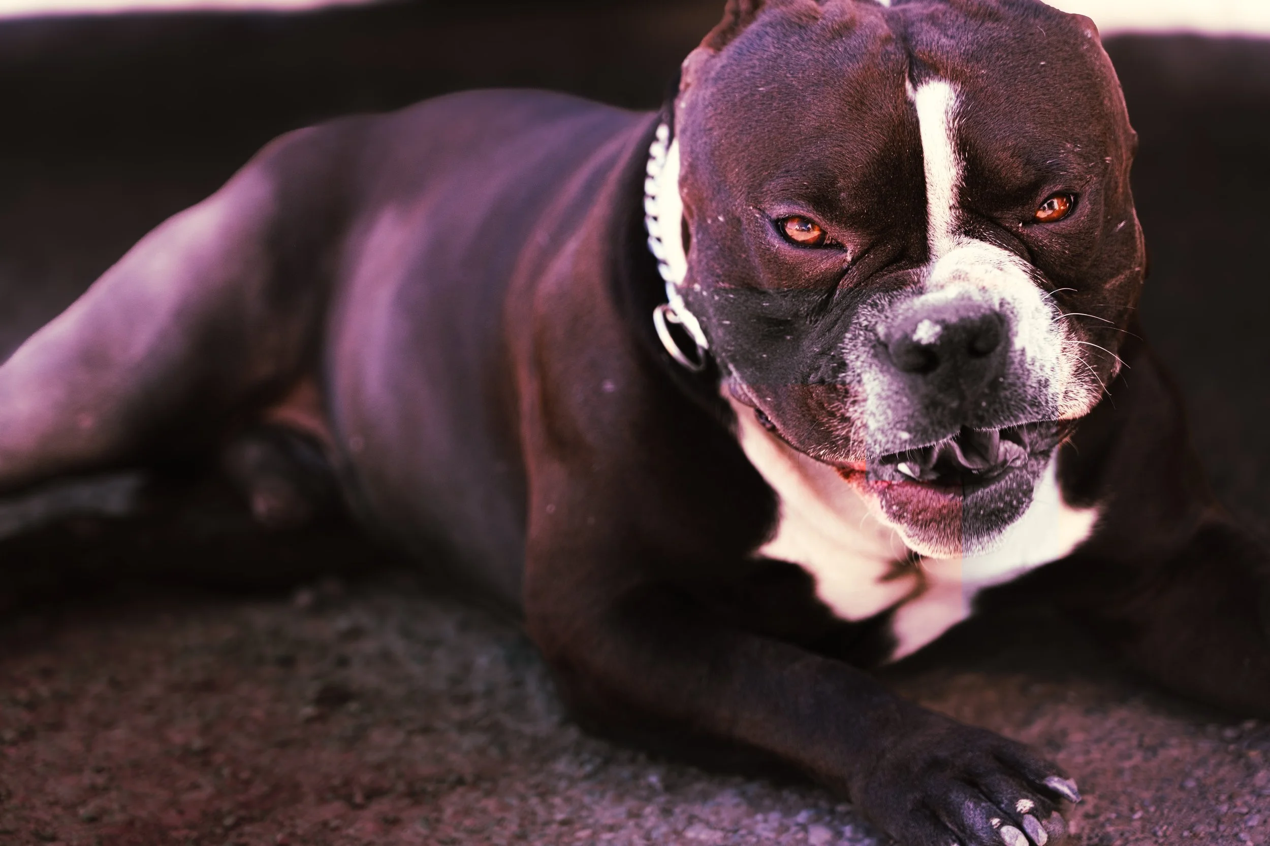 HIGHWAY_SHOT_ME_lifestyle-portraiture-dog-photography.jpg