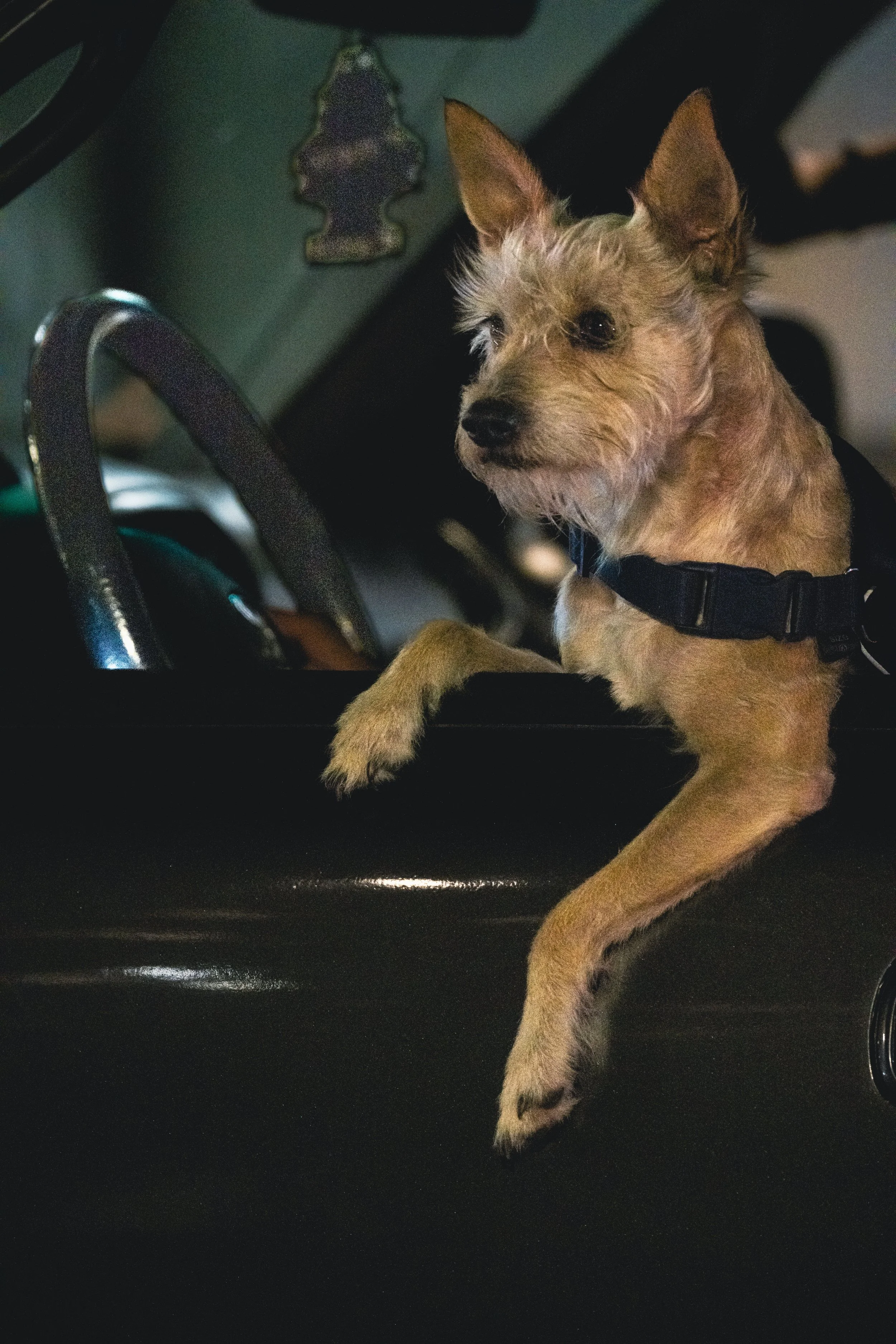 HIGHWAY_SHOT_ME_lifestyle-portraiture-dog-photography-6.jpg