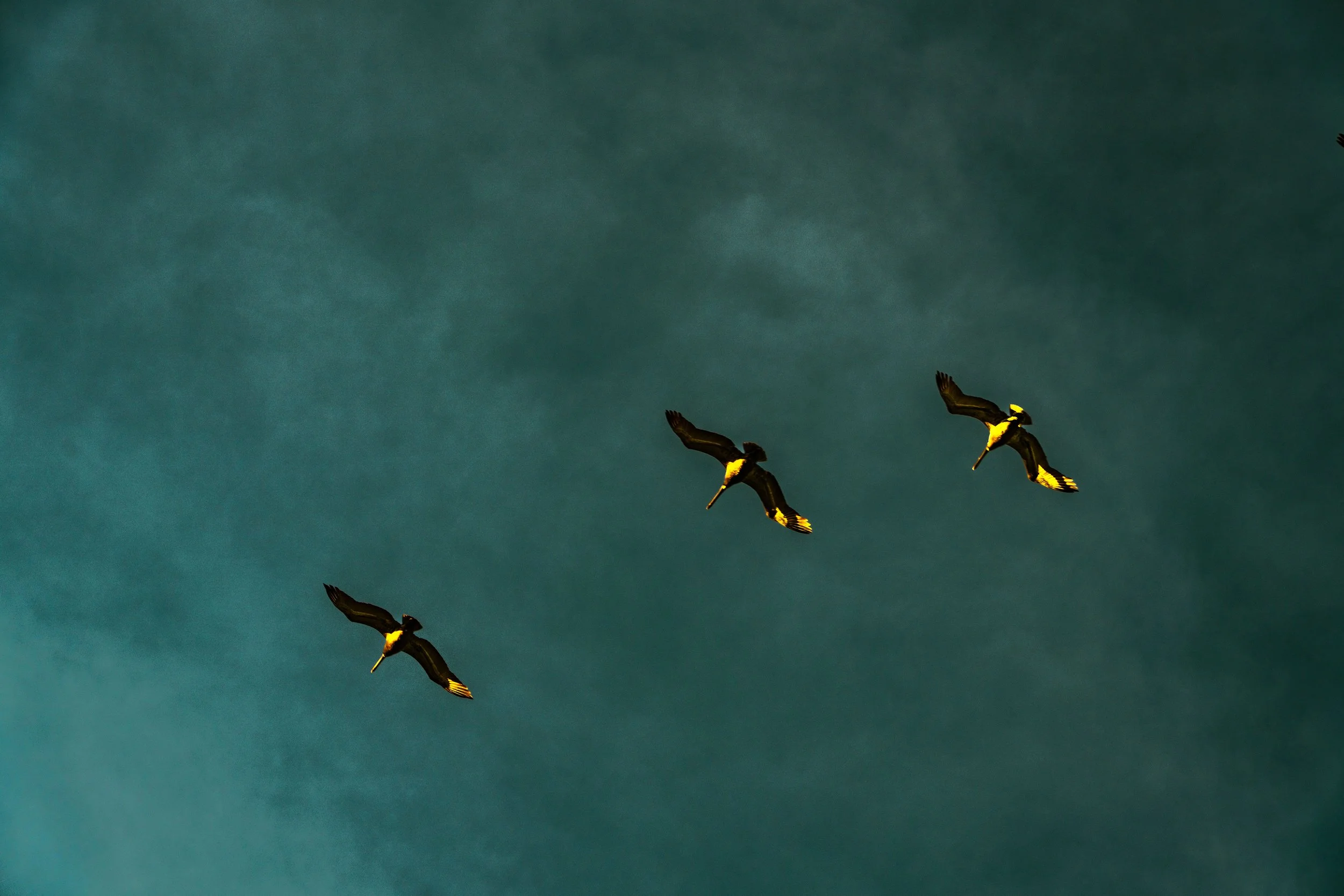 HIGHWAY_SHOT_ME_lifestyle-portraiture-bird-photography-2.jpg