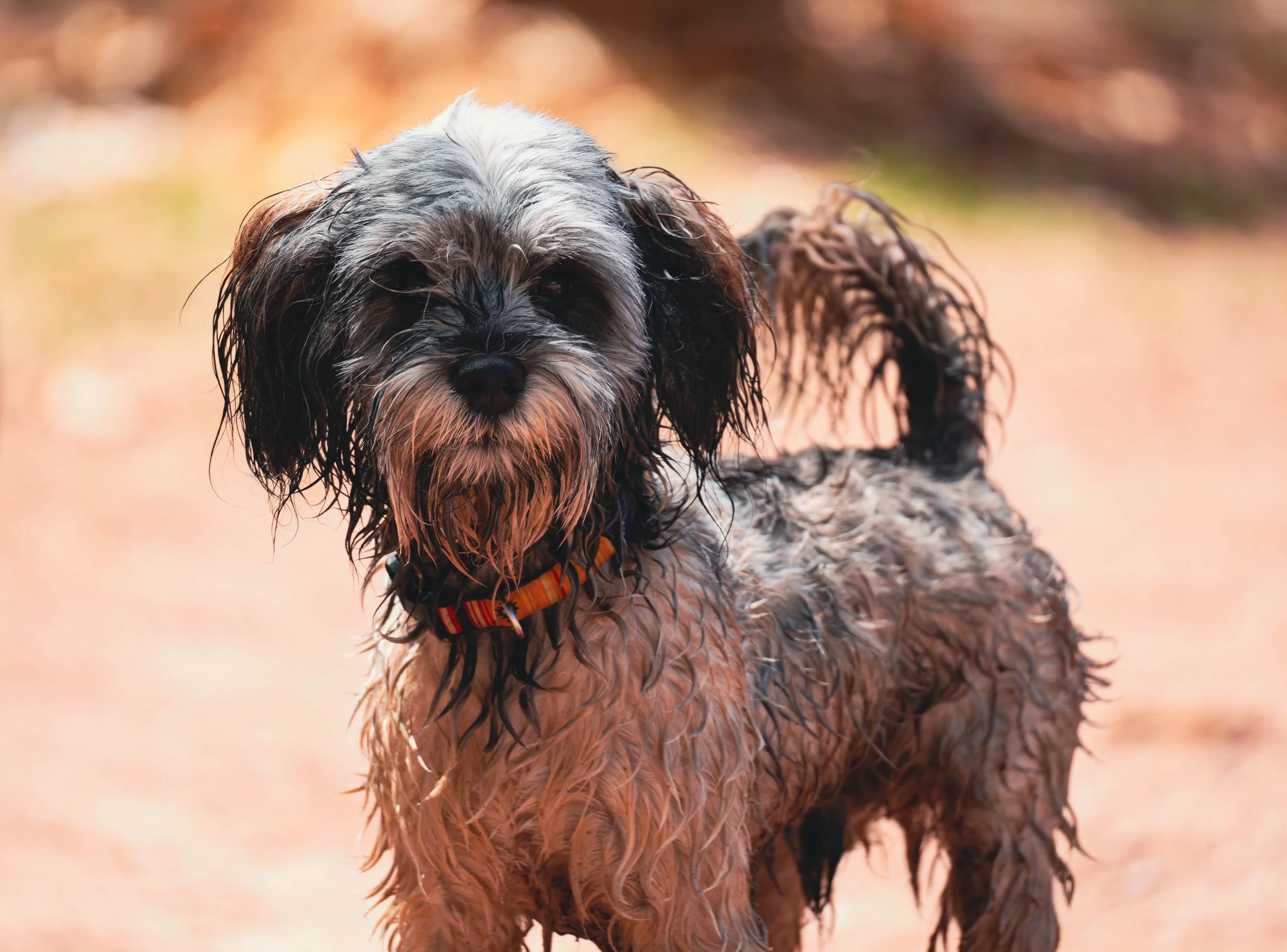 HIGHWAY_SHOT_ME_lifestyle-pet-street-photography.jpg