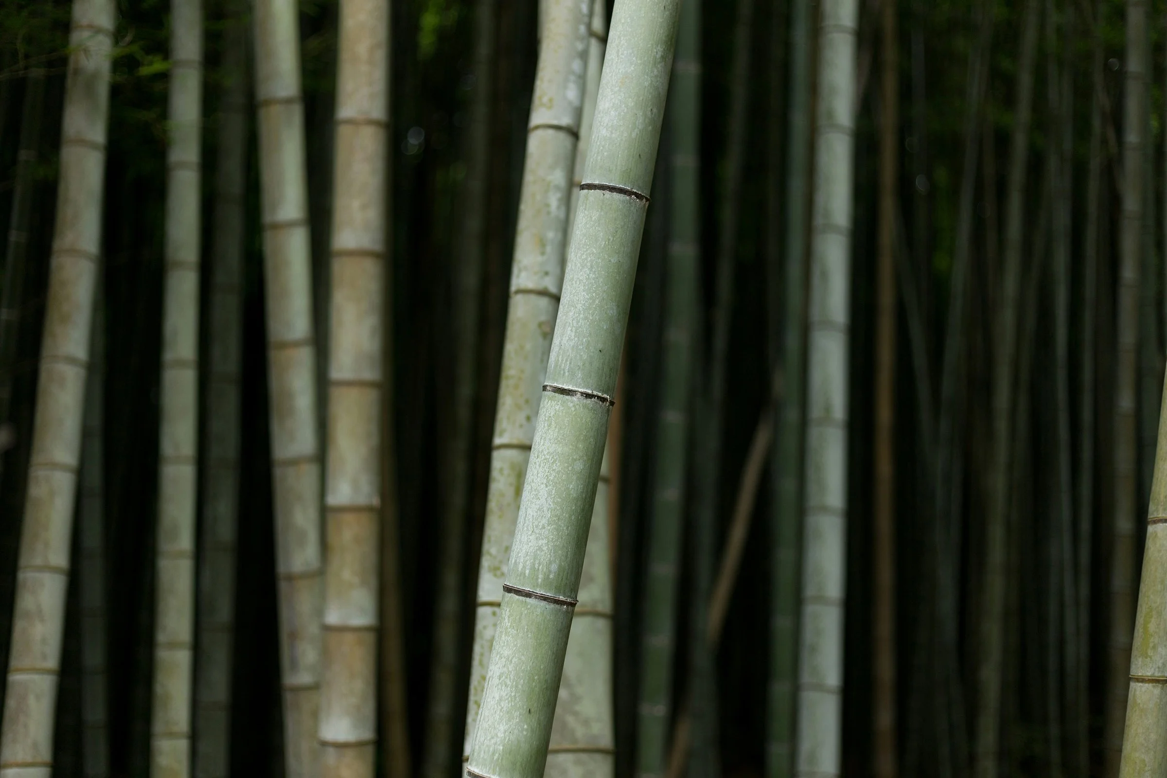 Close-up of a light green bamboo stalk in a bamboo forest, with several darker bamboo stalks in the background.