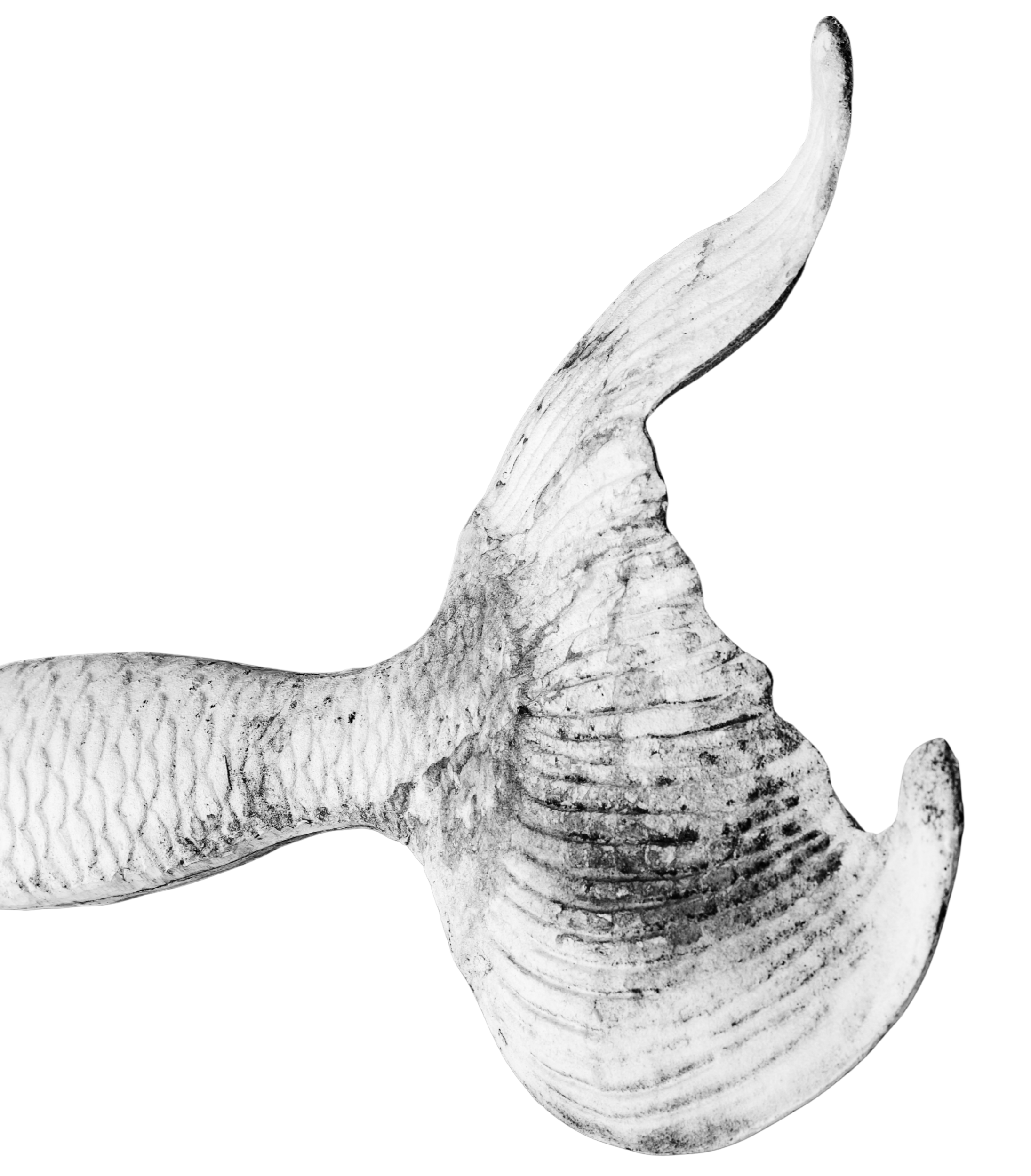 Close-up of a mermaid tail in black and white with detailed bone structure and texture.