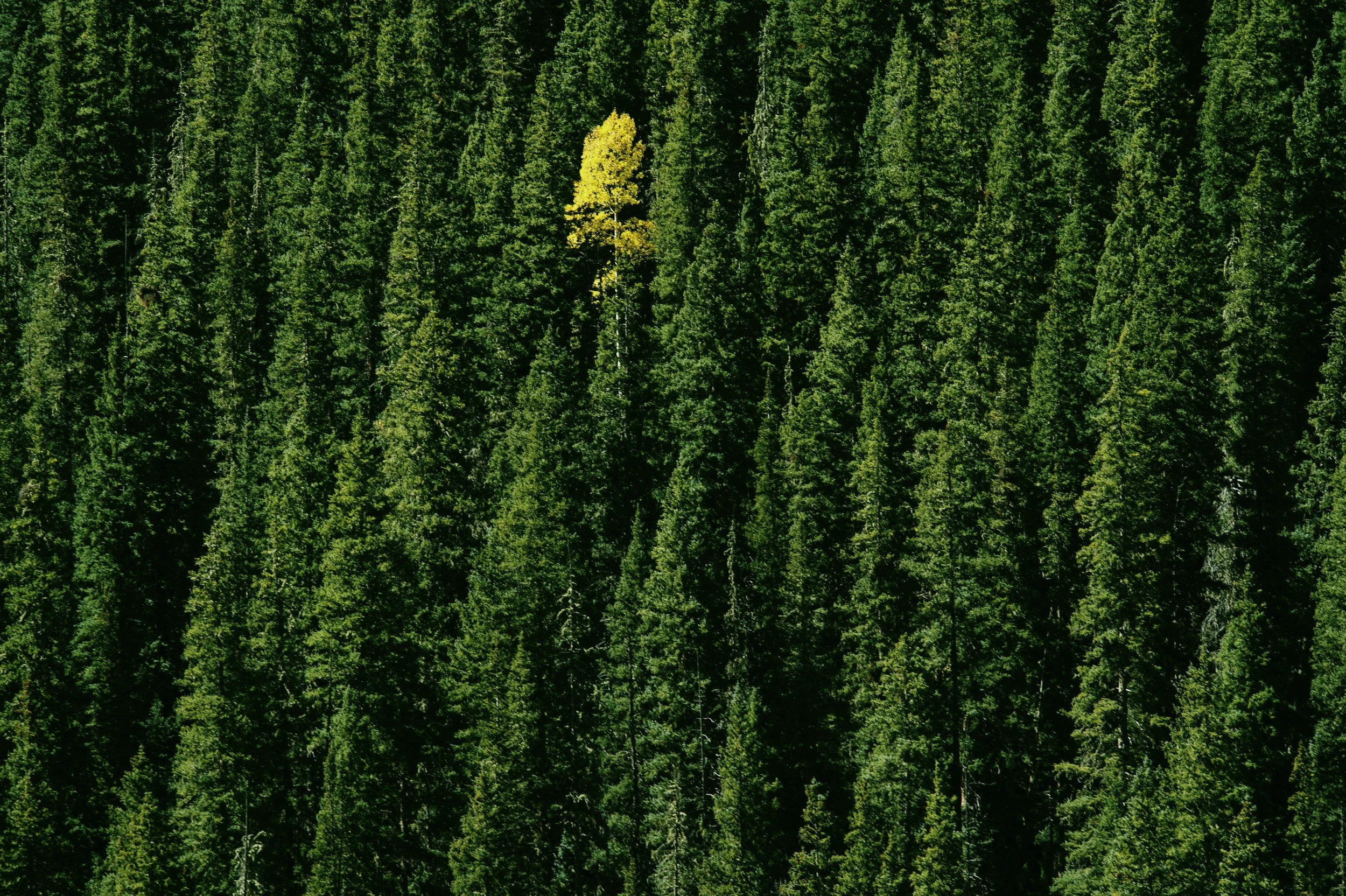 How to stand out in a saturated market