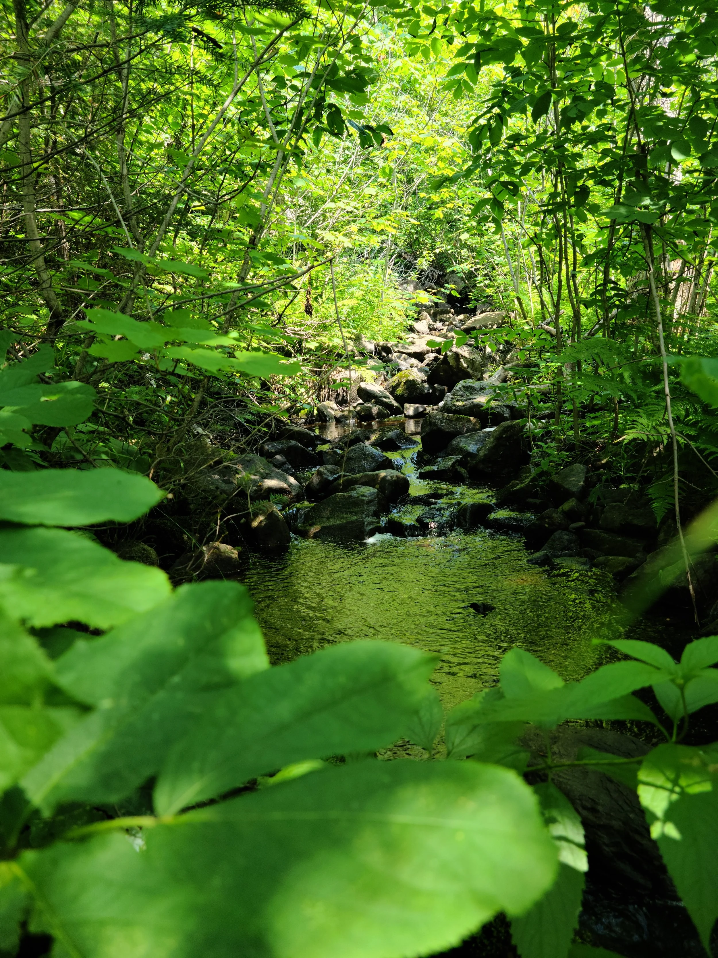 Framed original landscape photograph of a peaceful forest creek used as artwork in a renovated bathroom by Peckham Professional Contracting.