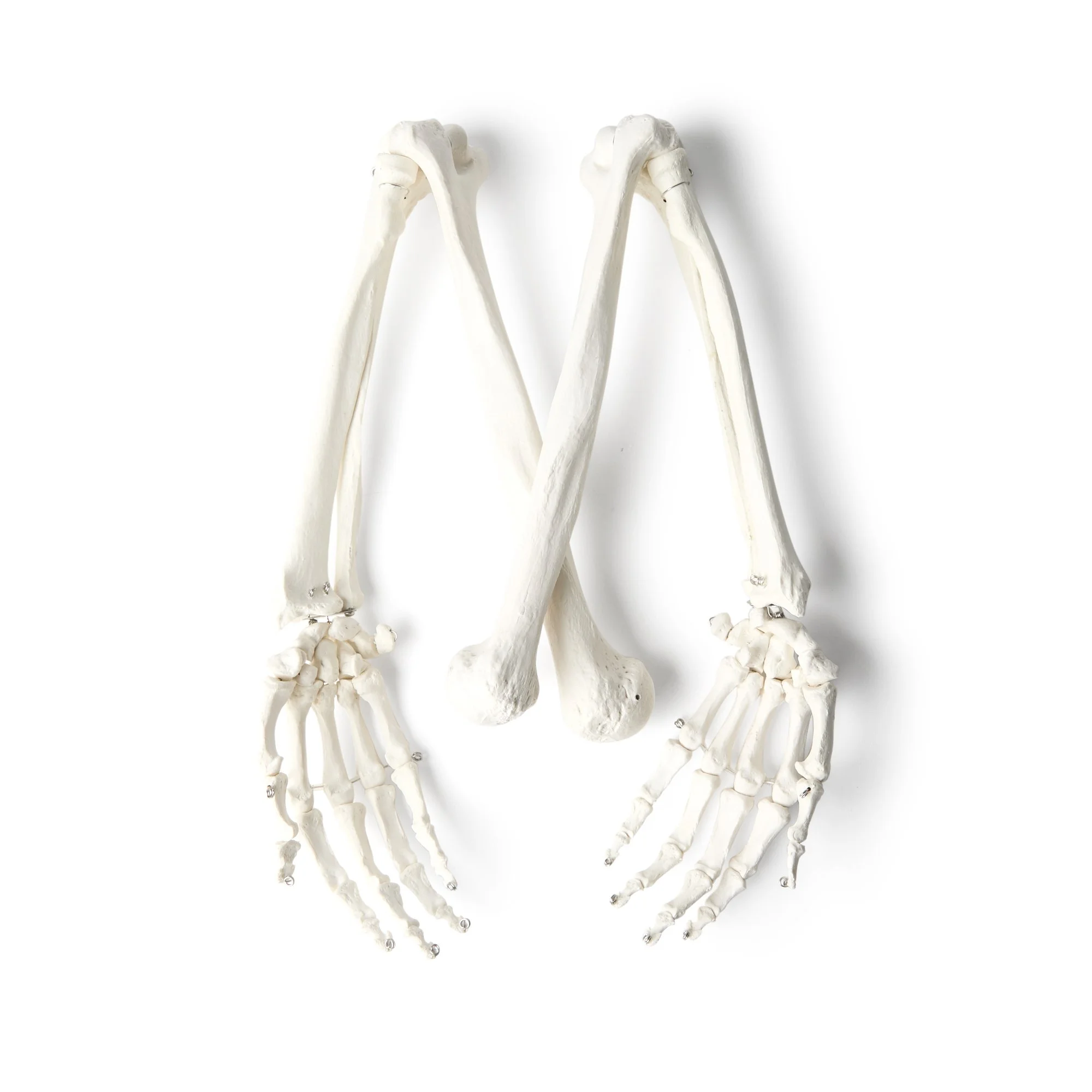 Halloween Skeleton Arms