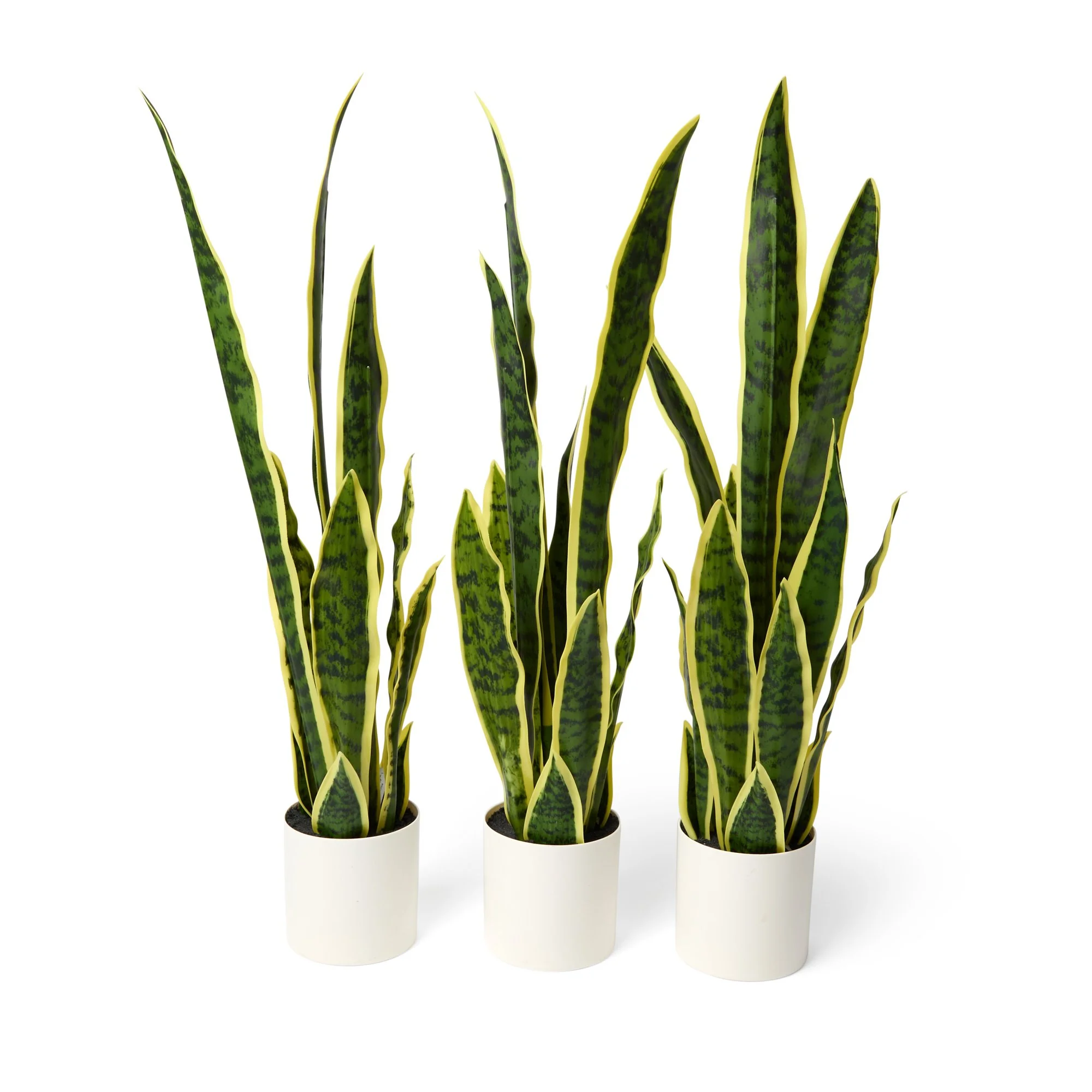 Plants - Snake Plants