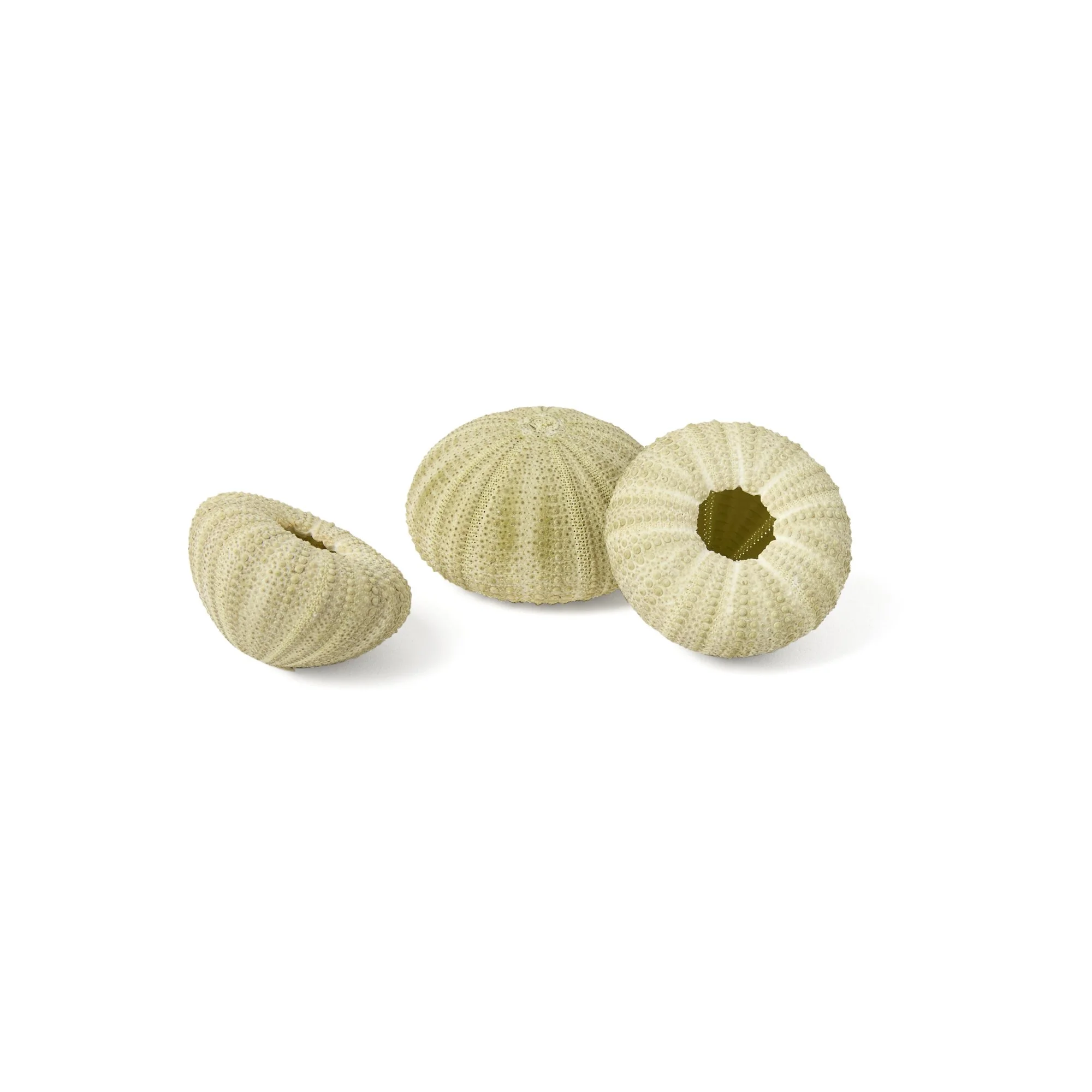 Green Sea Urchin Shells