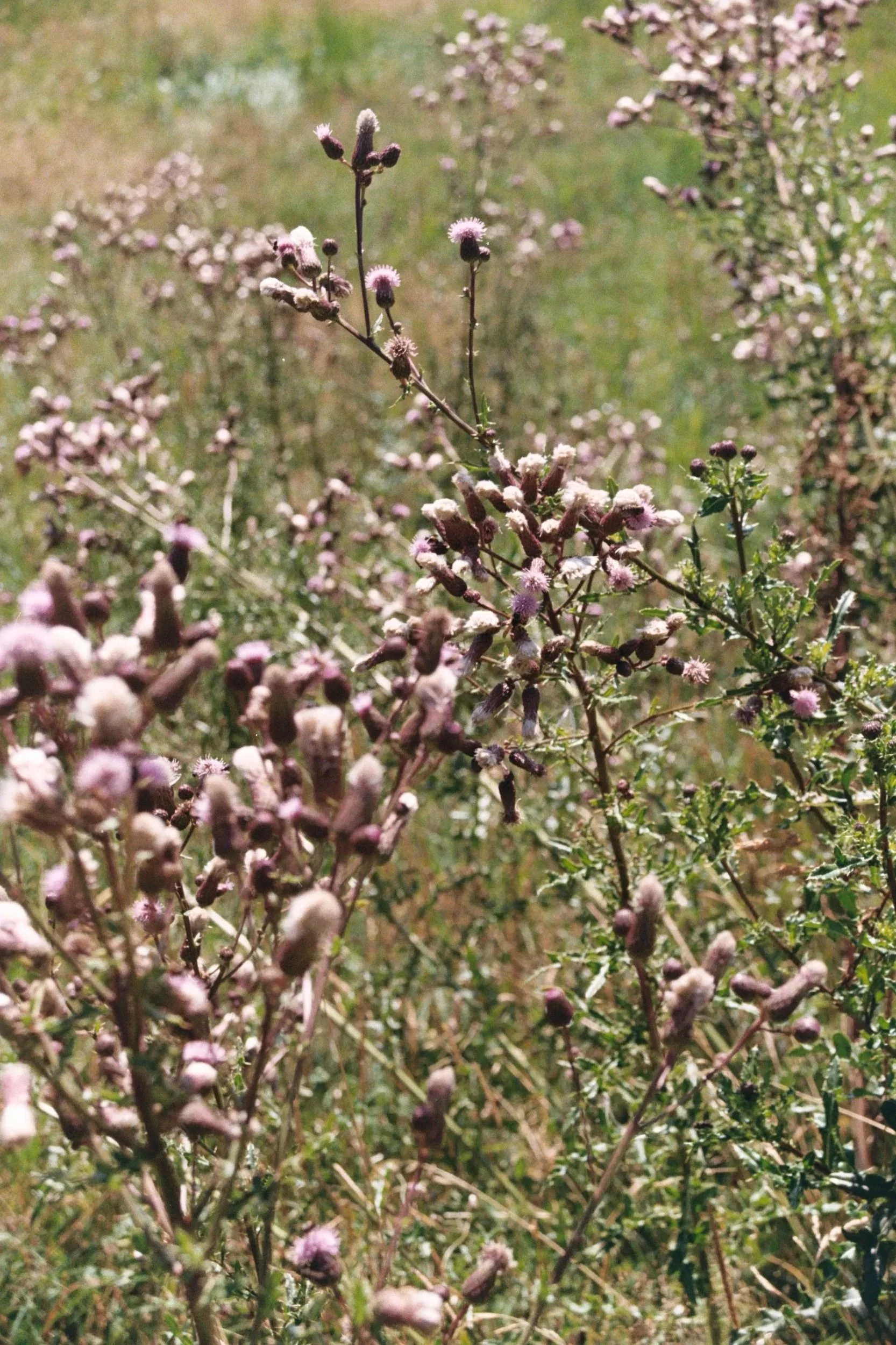 3290AA021A.jpg