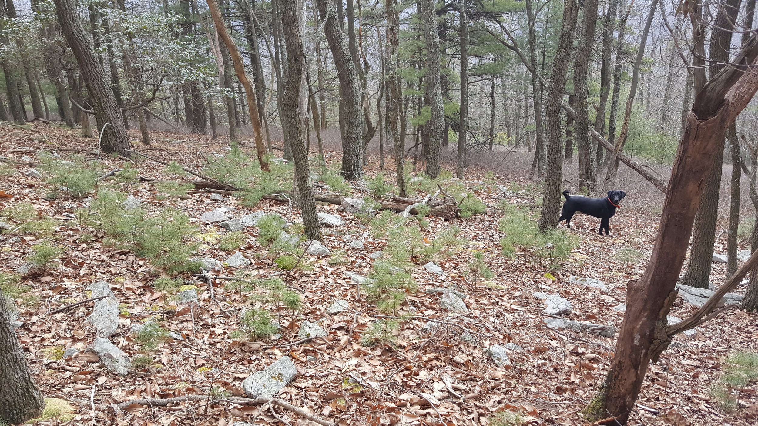 Celebrating 5 Years of Ridgeline - Not So Fractional Anymore