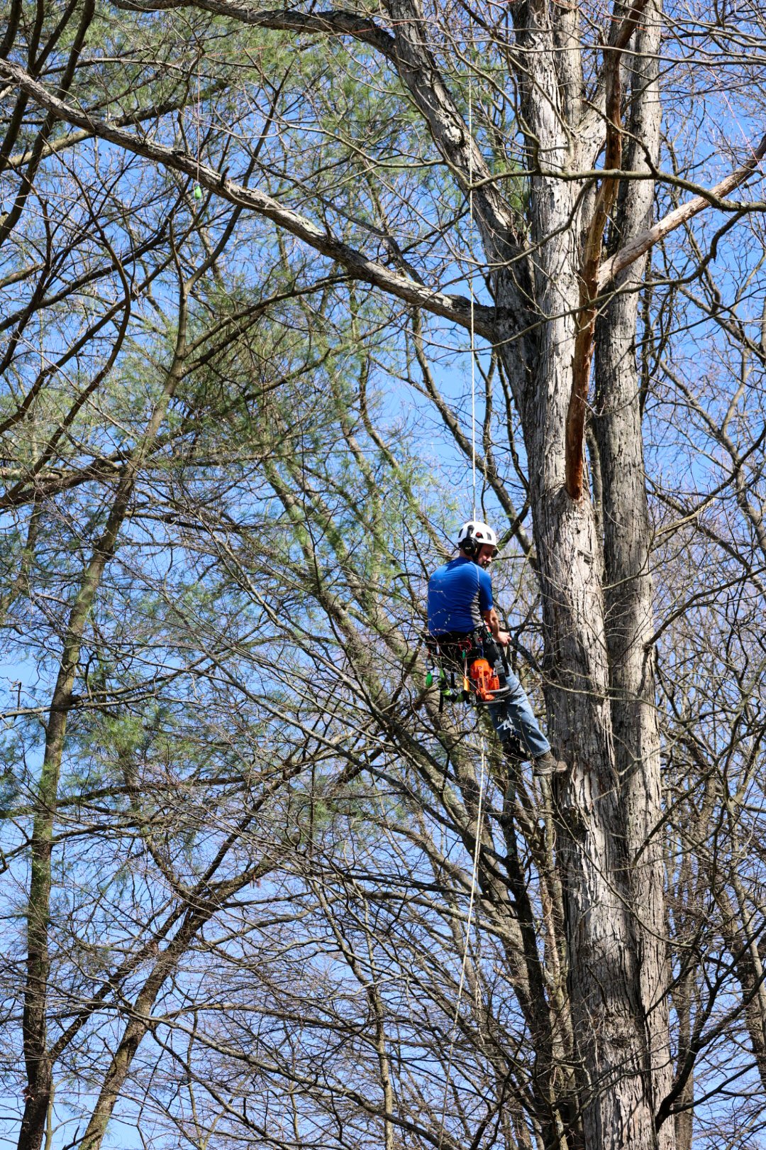 Joe Minich CPA and Arborist - The Real Grind Business Diagostics